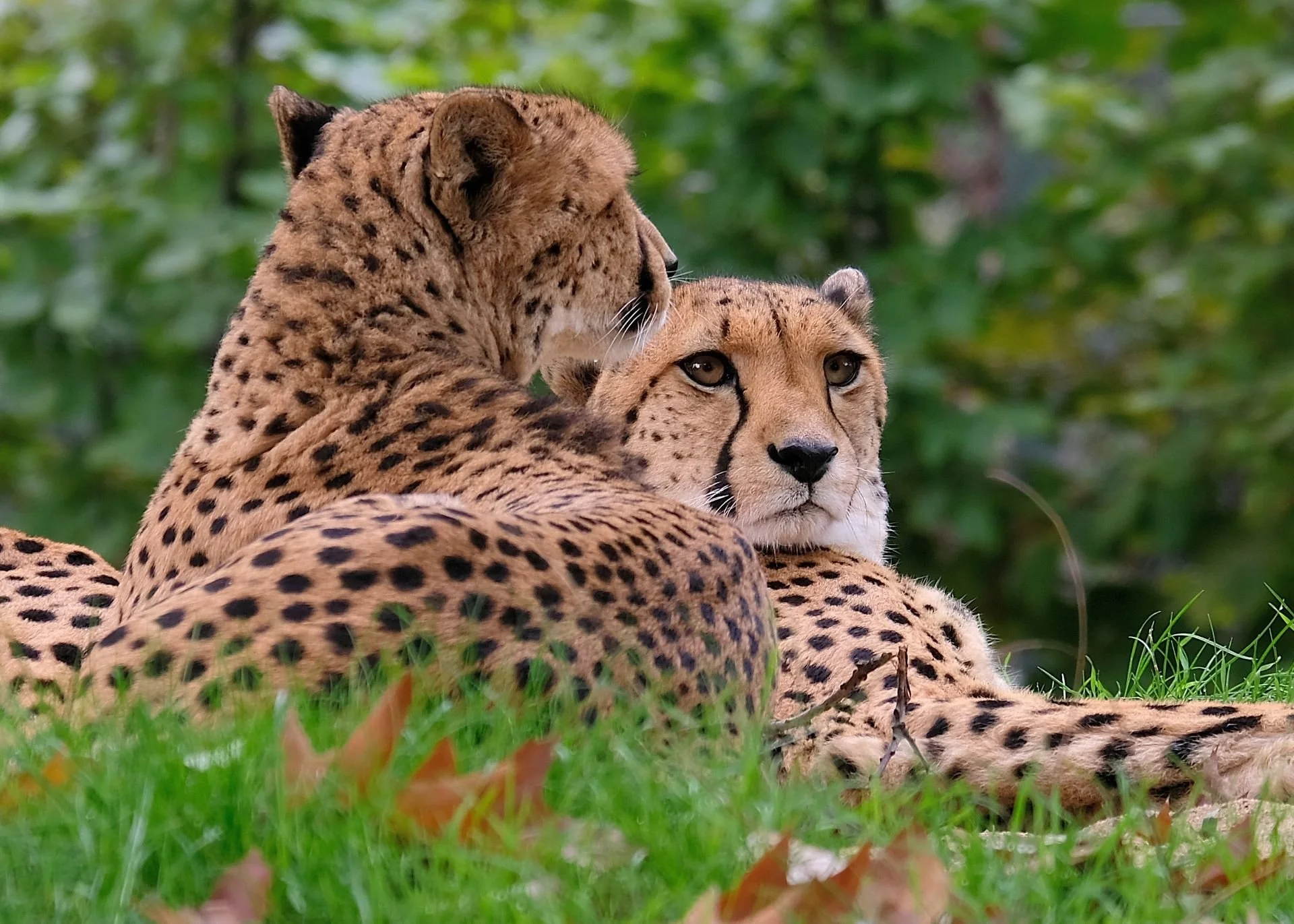 reinhard-galerie-zoo11.JPG