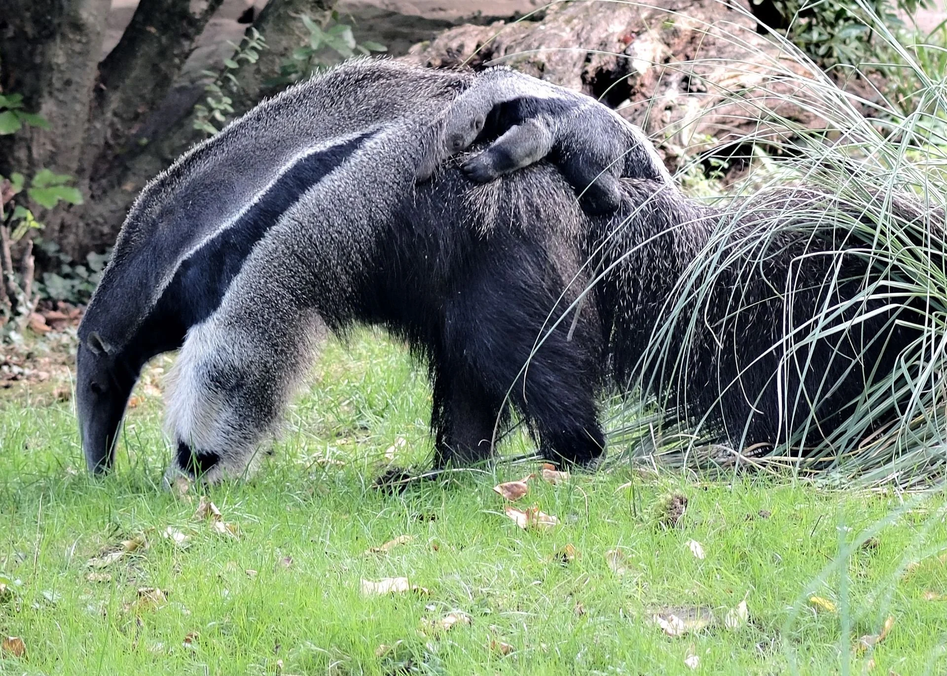 reinhard-galerie-zoo19.JPG