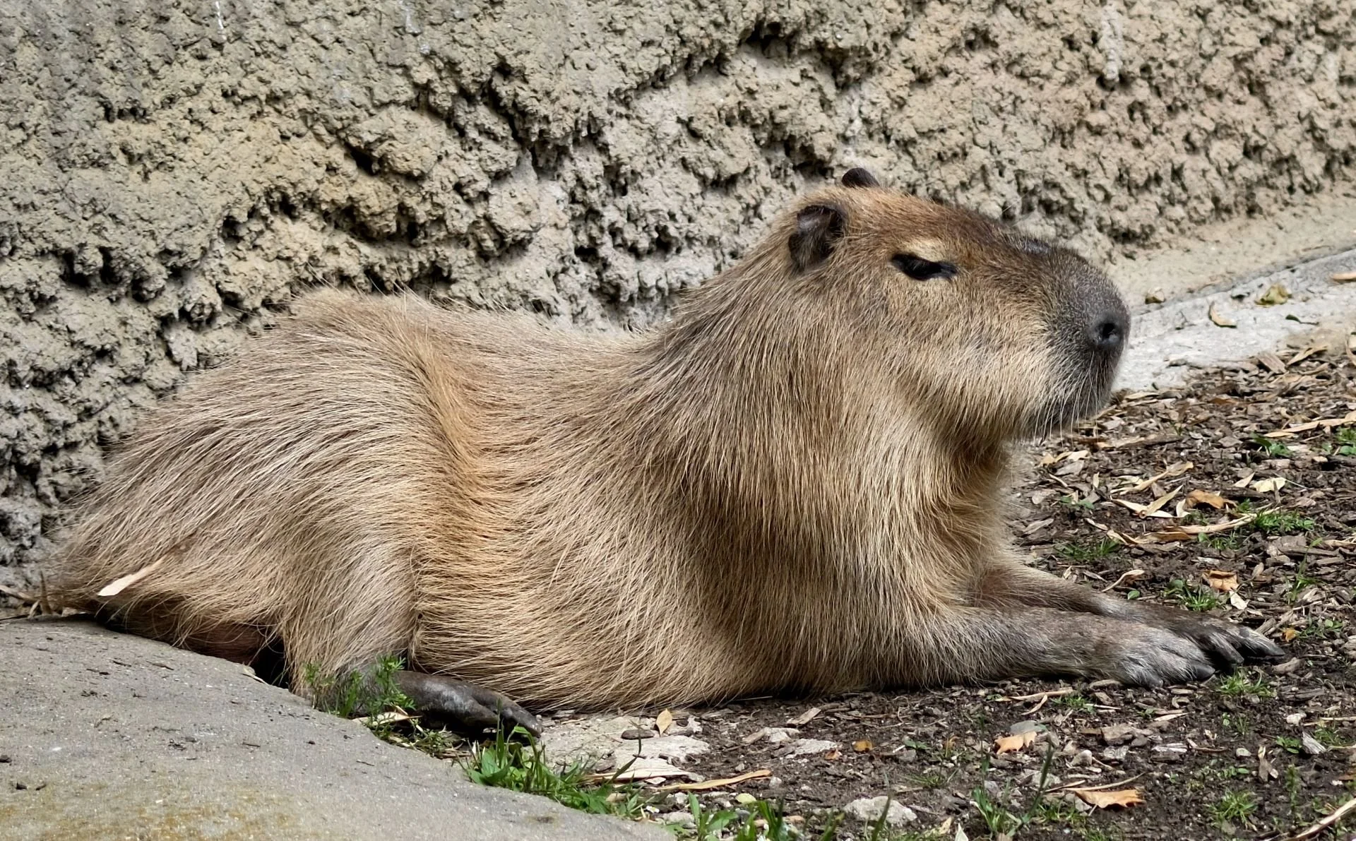 reinhard-galerie-zoo7.JPG