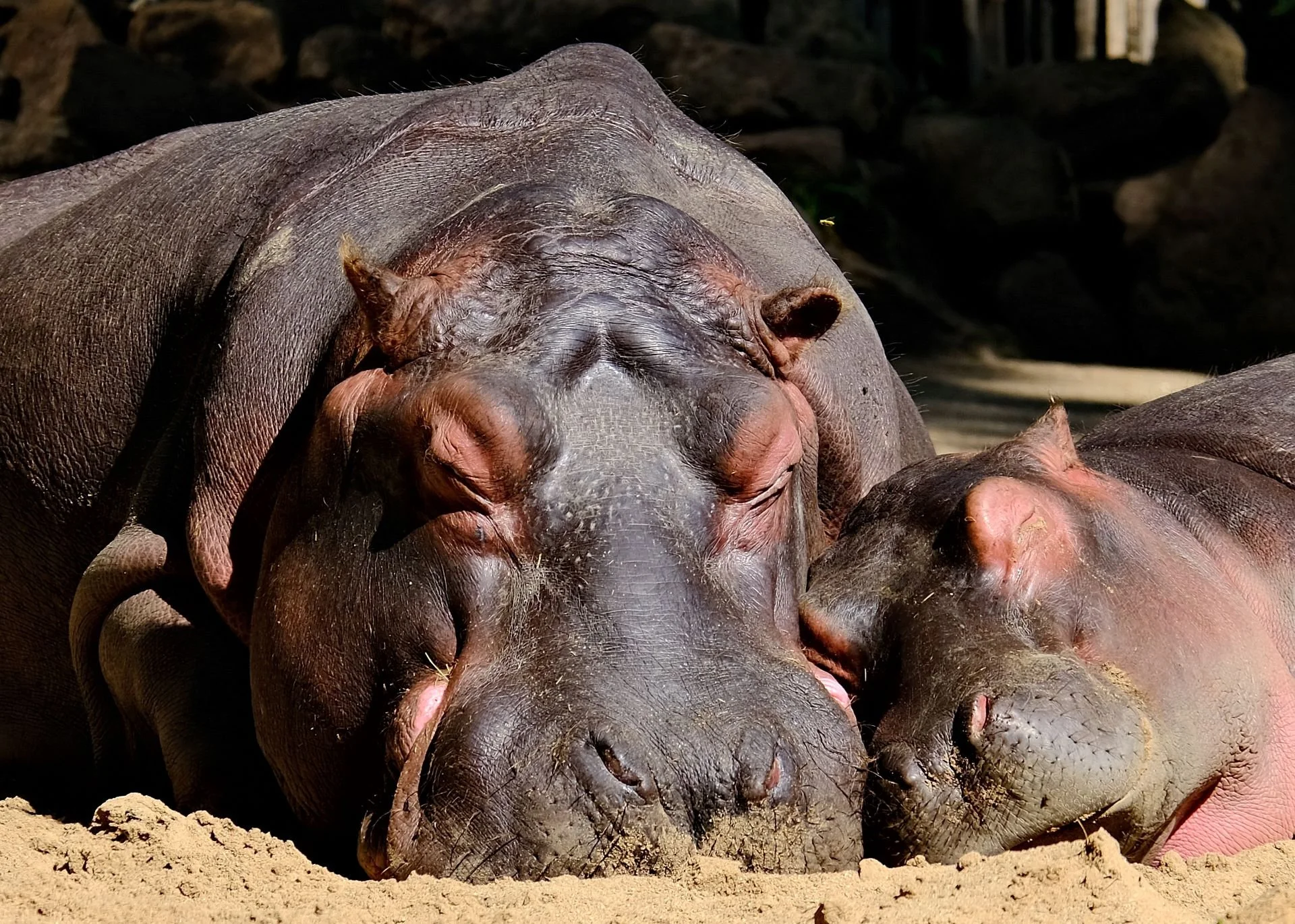 reinhard-galerie-zoo23.JPG