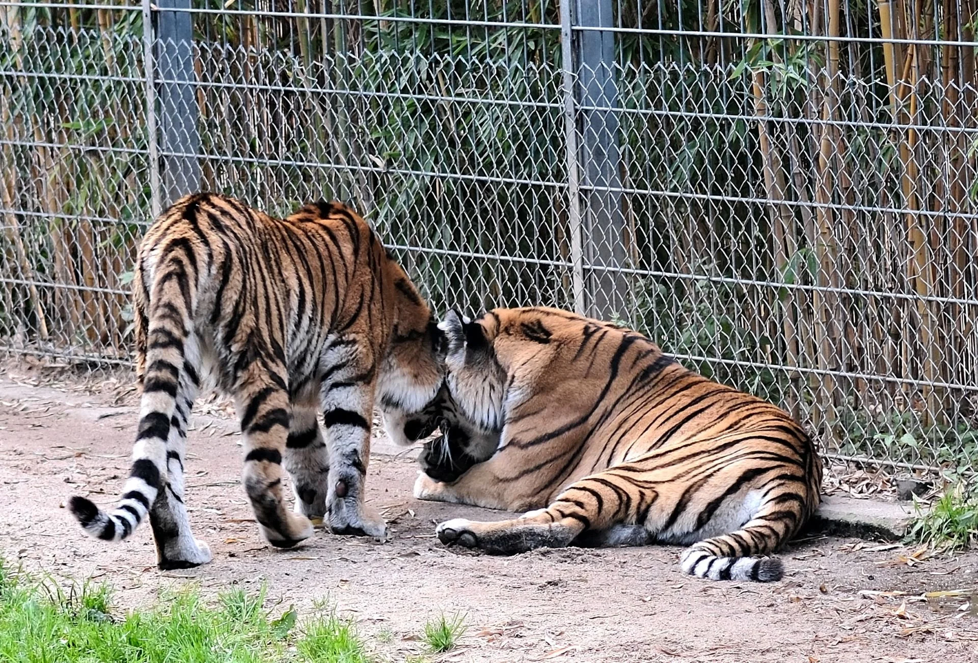 reinhard-galerie-zoo17.JPG