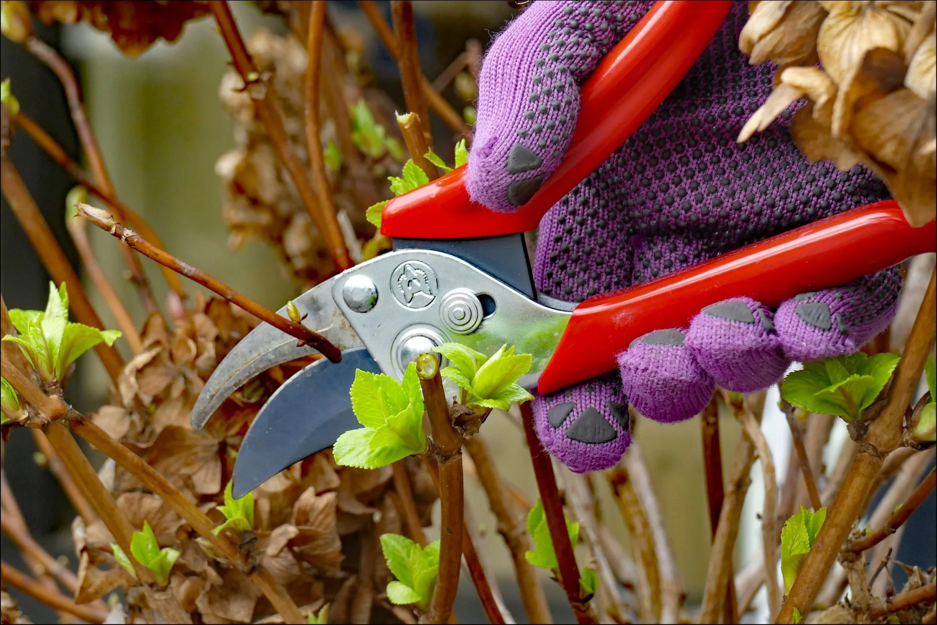 Ursula - Frühling II