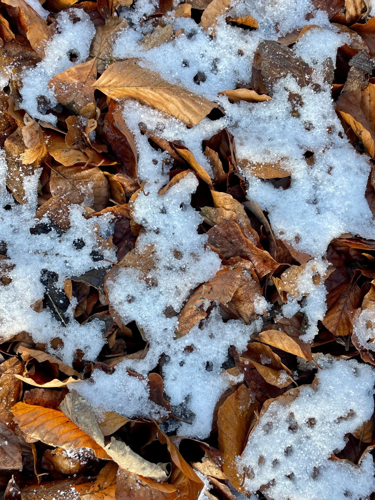 Erika - Themenfrei II