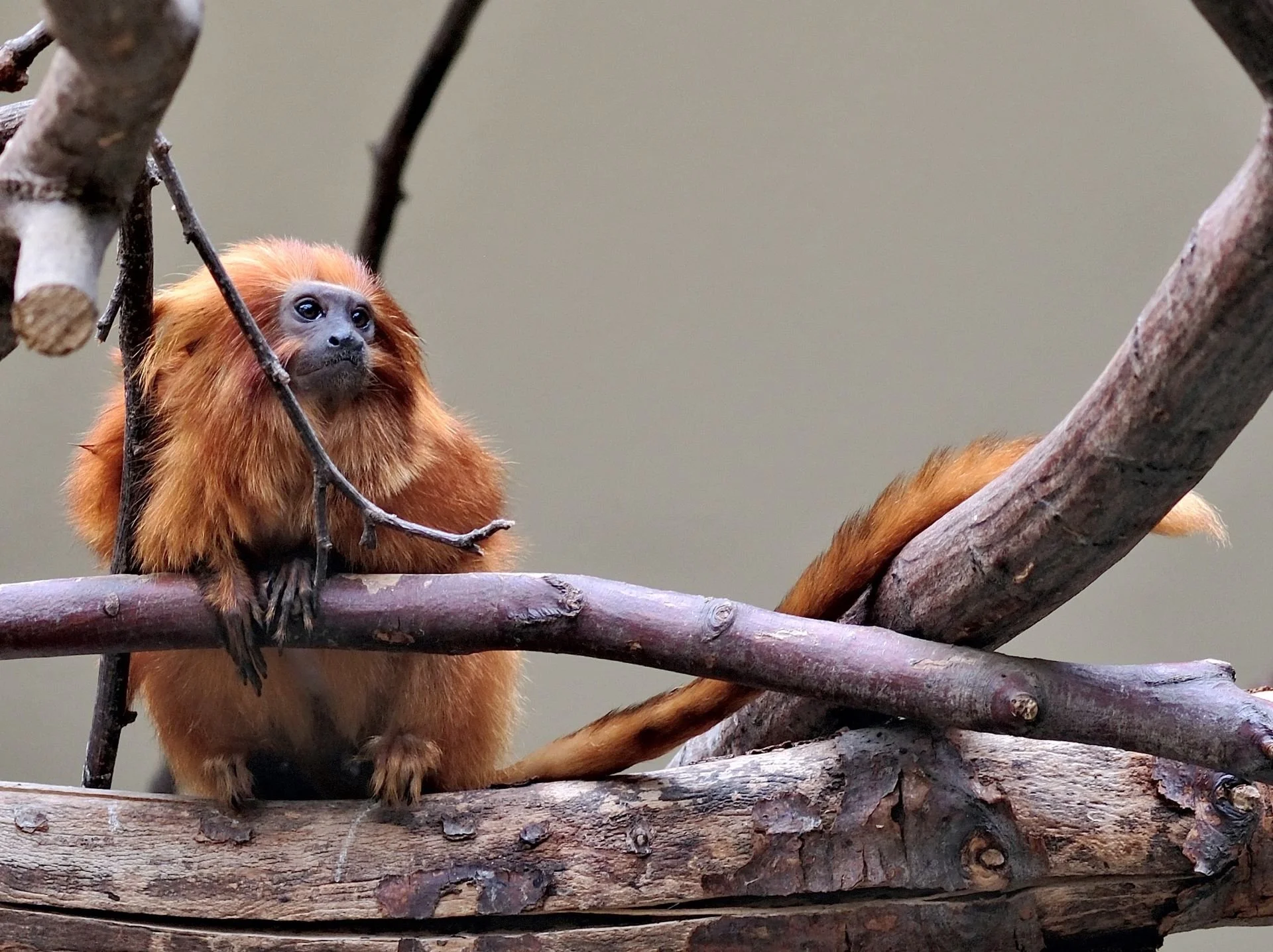 reinhard-galerie-zoo15.JPG