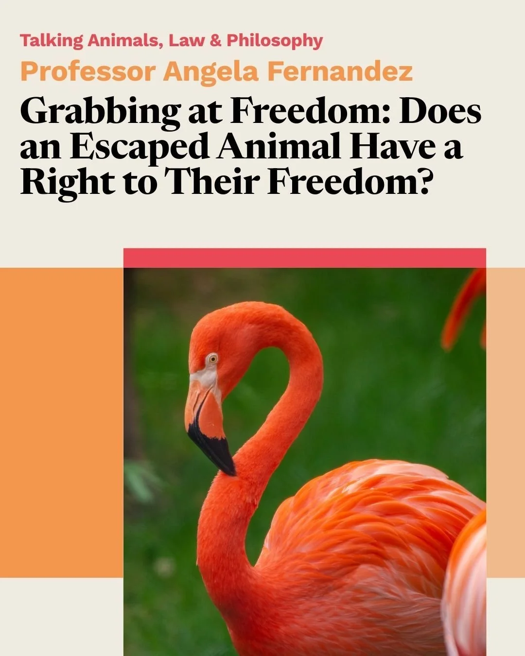 Don't miss our next Talking Animals presentation tomorrow! 🦩

Professor Angela Fernandez (Professor and Director of the Animal Law Program at the Henry N.R. Jackman Faculty of Law at the University of Toronto with a cross-appointment in the Departme