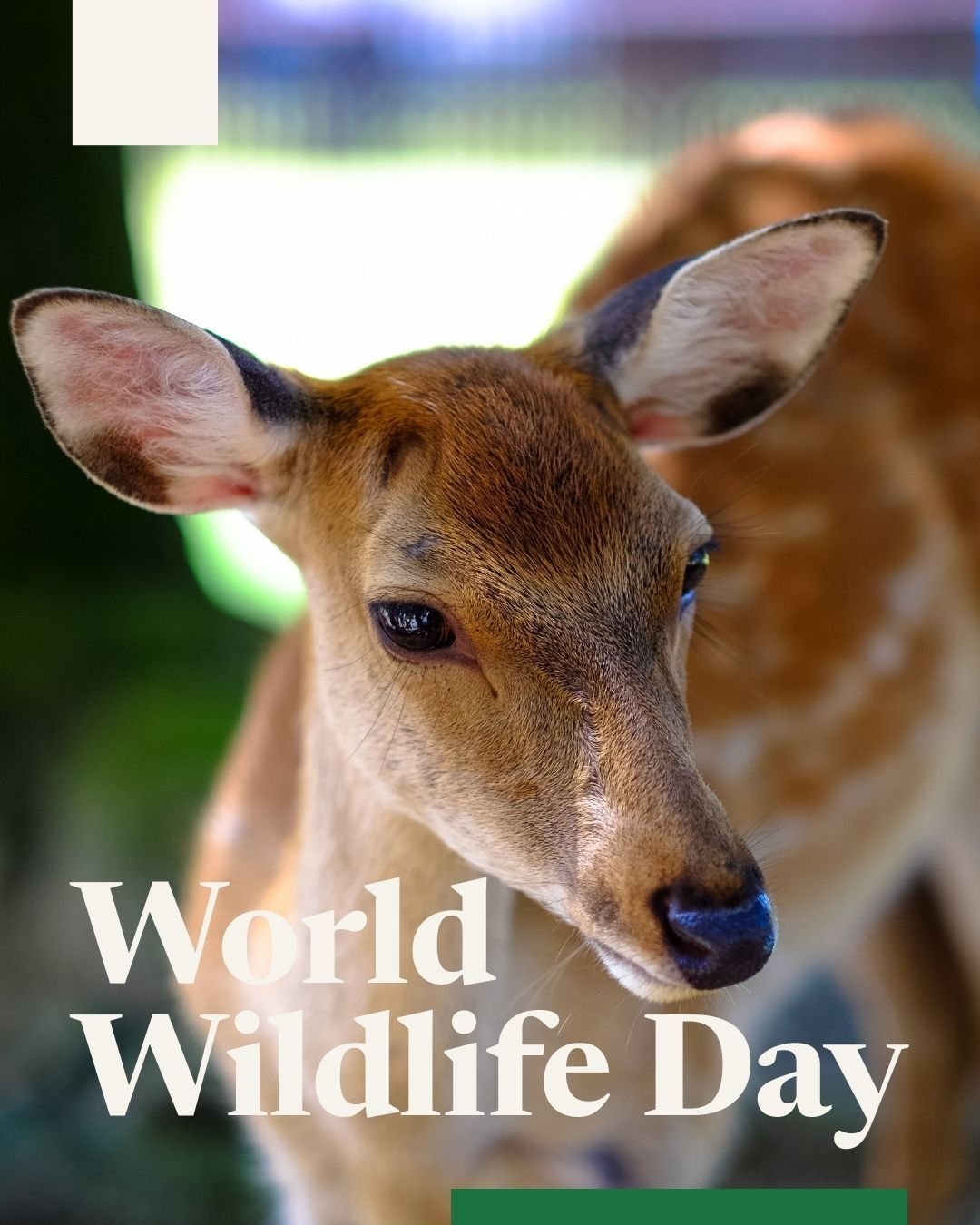 Happy World Wildlife Day! 🌿

This year's #WWD theme is 'Medicinal and Aromatic Plants: Conserving Health, Heritage and Livelihoods'. 

Want to learn more about #WWD2026? Go to https://wildlifeday.org/en 🌍

#WorldWildlifeDay #Wildlife #AnimalRights 