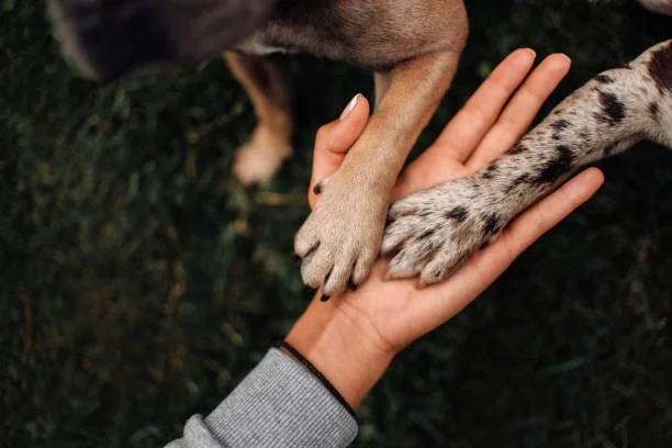 Weekend Retreat:- Animals, Laudato si', and the Call of Creation: What does the Church really think about animals?
