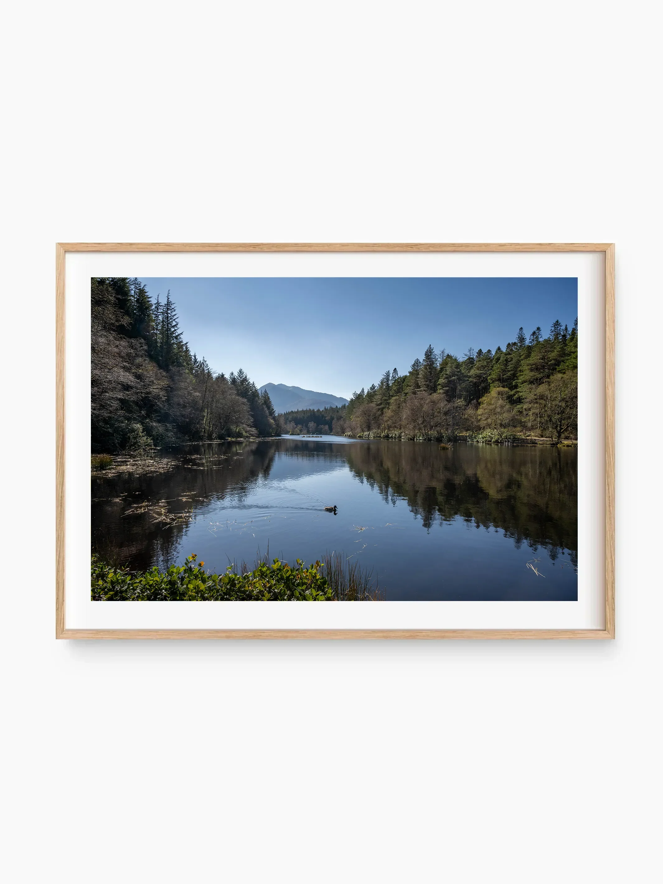 beech_template copy.webp