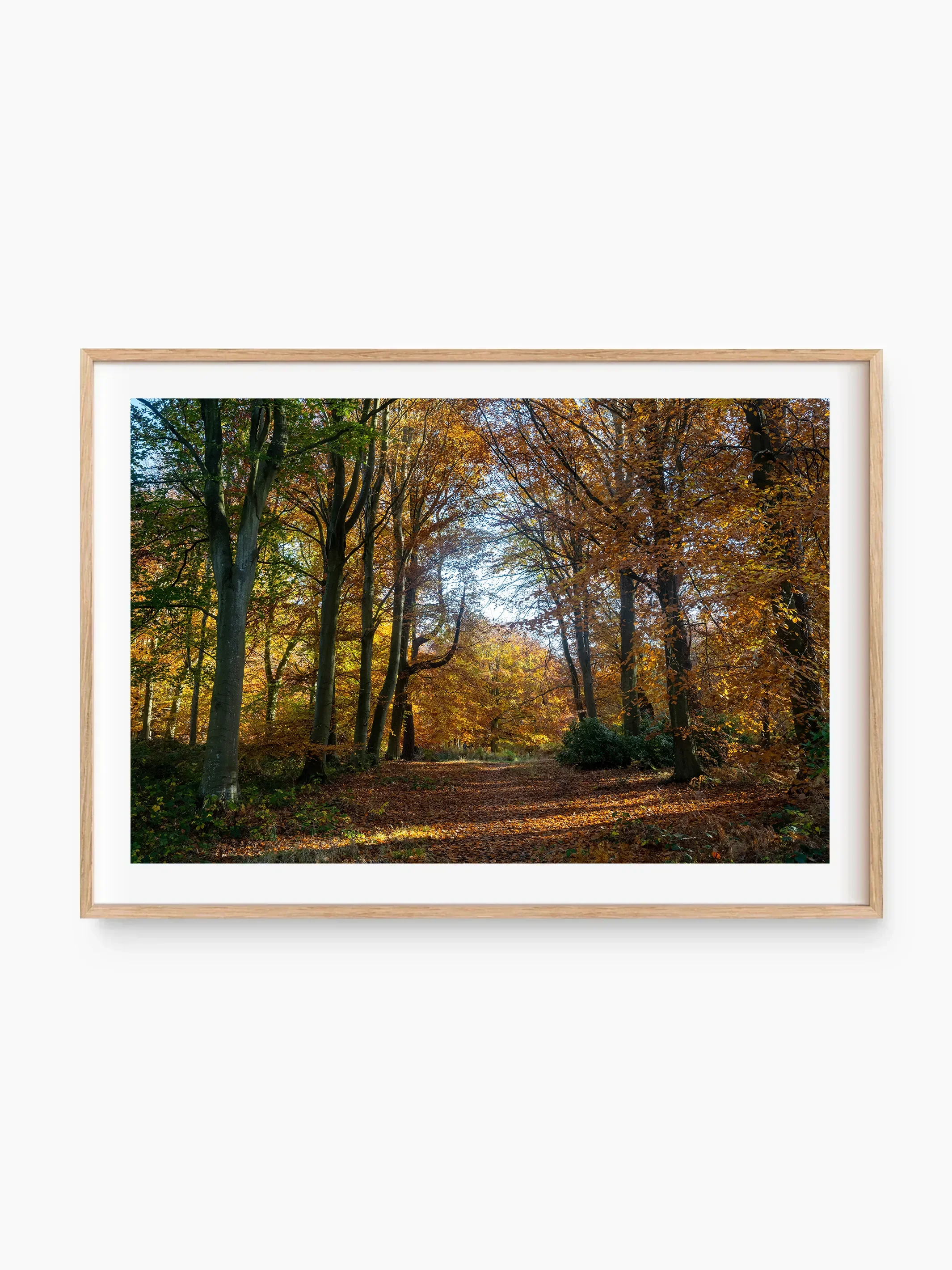 beech_template copy.webp