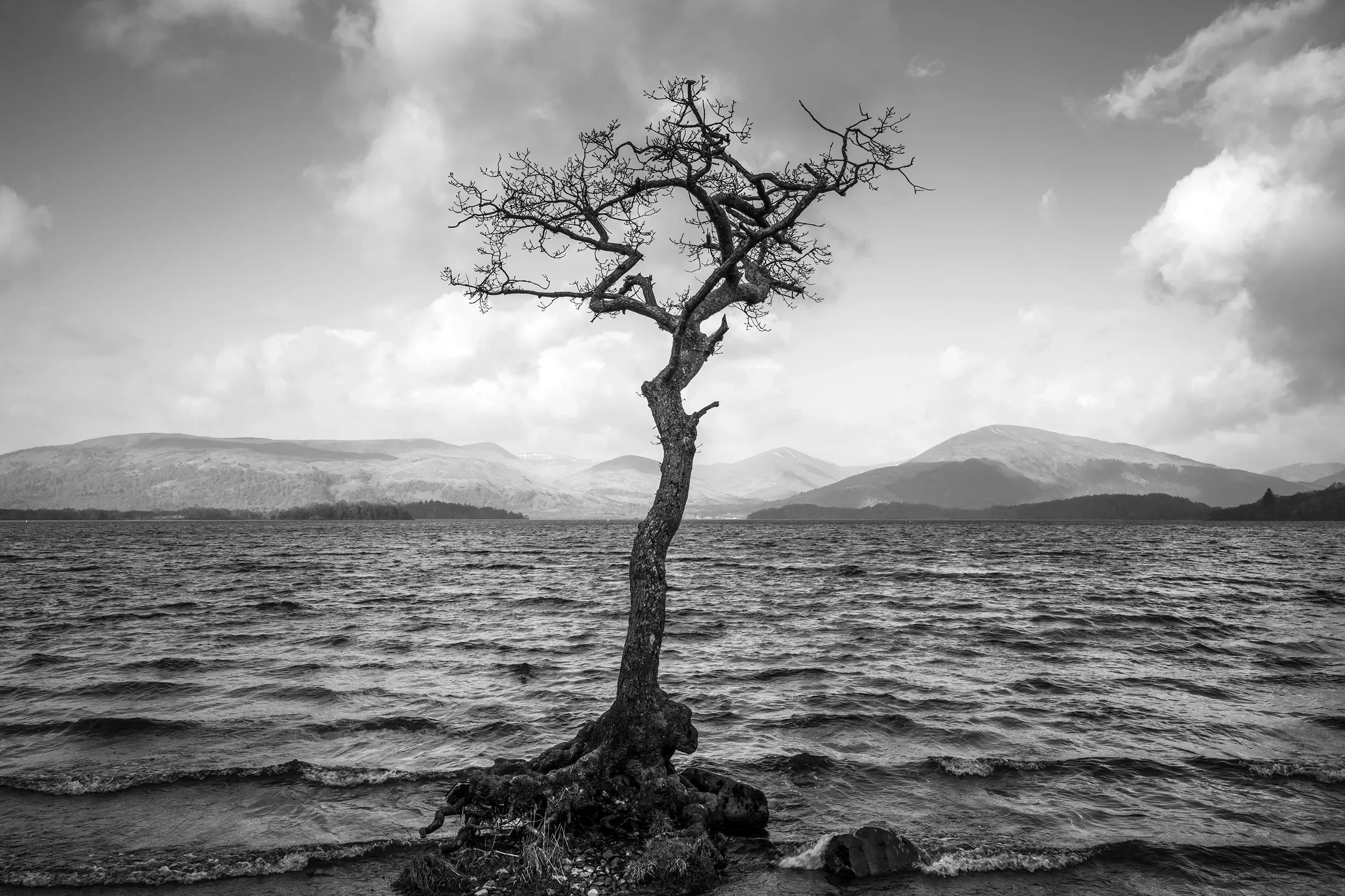 The Lonely Tree, Loch Lomond