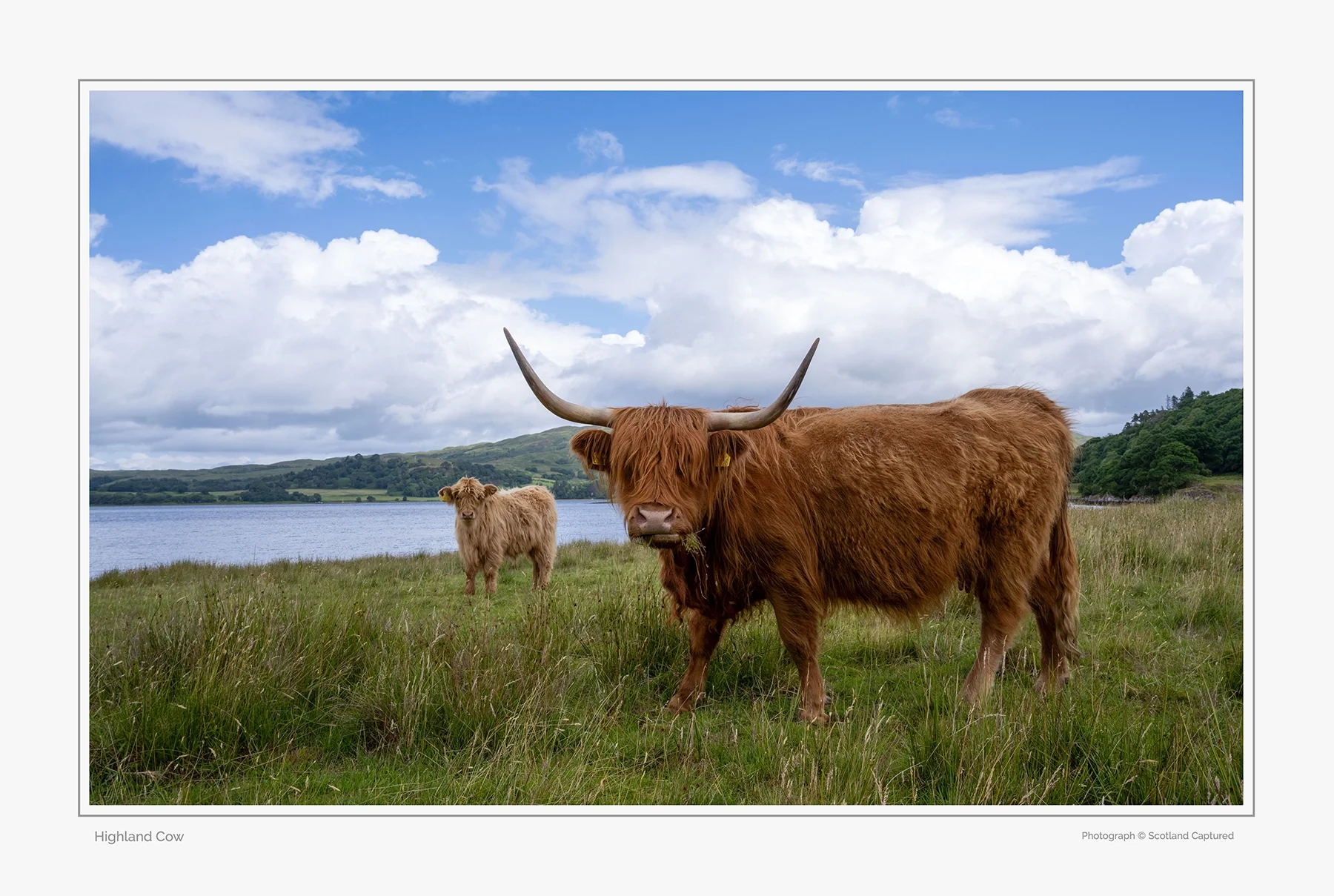 highland_cow copy.webp
