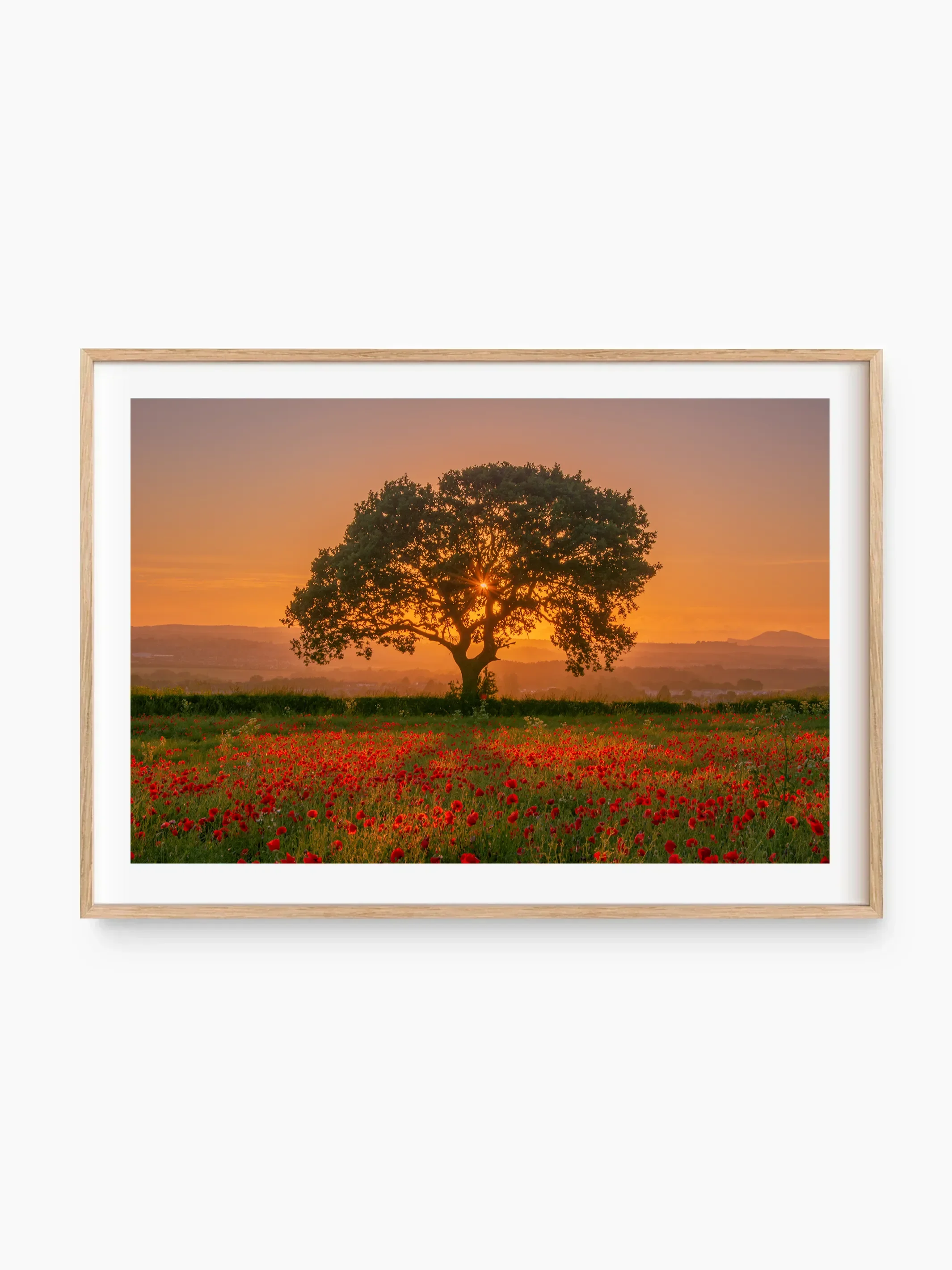 beech_template copy.webp