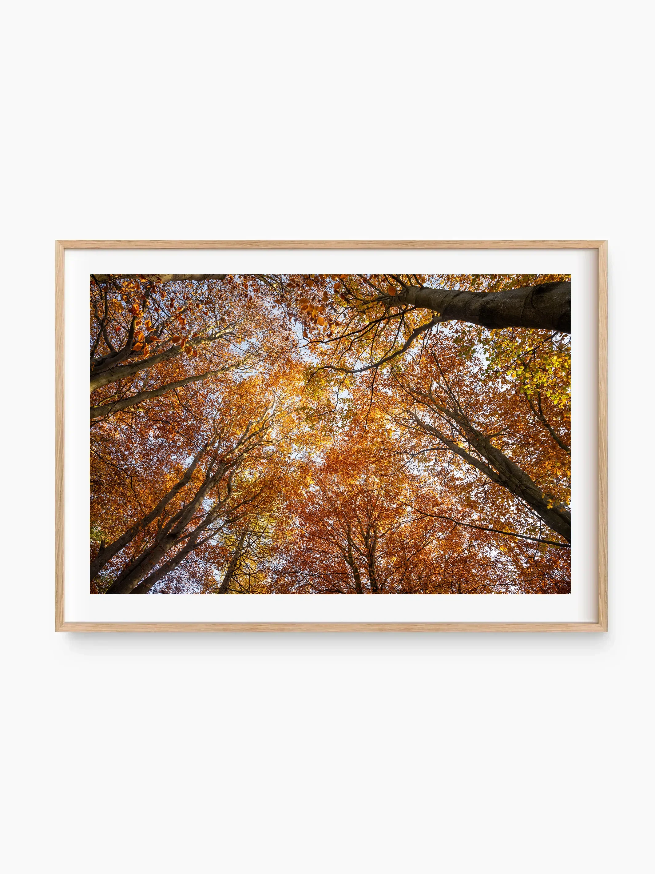 beech_template copy.webp