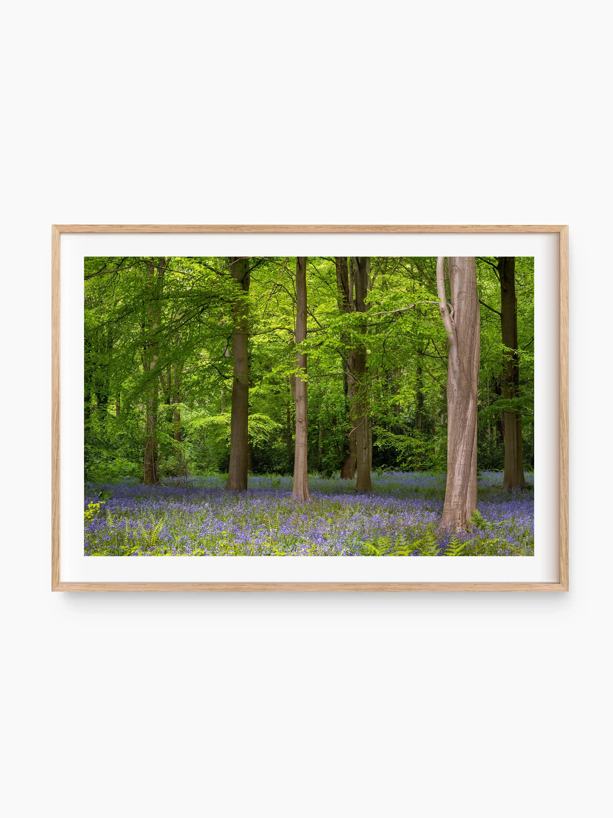 beech_template copy.webp