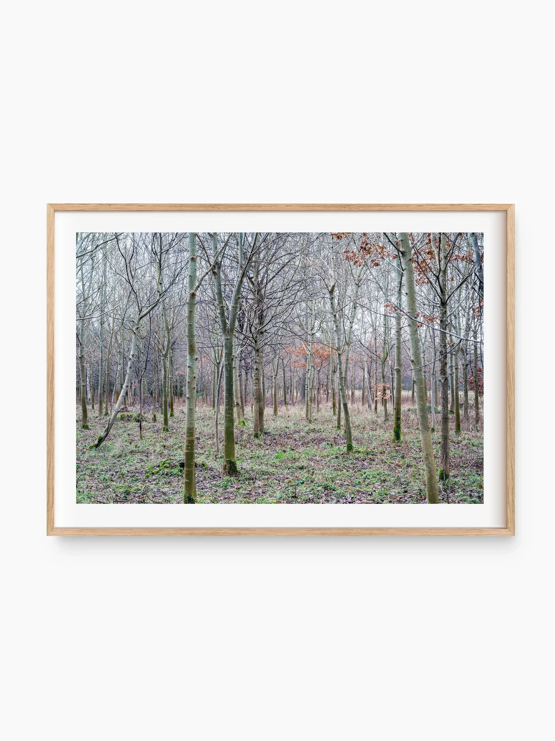 beech_template copy.webp