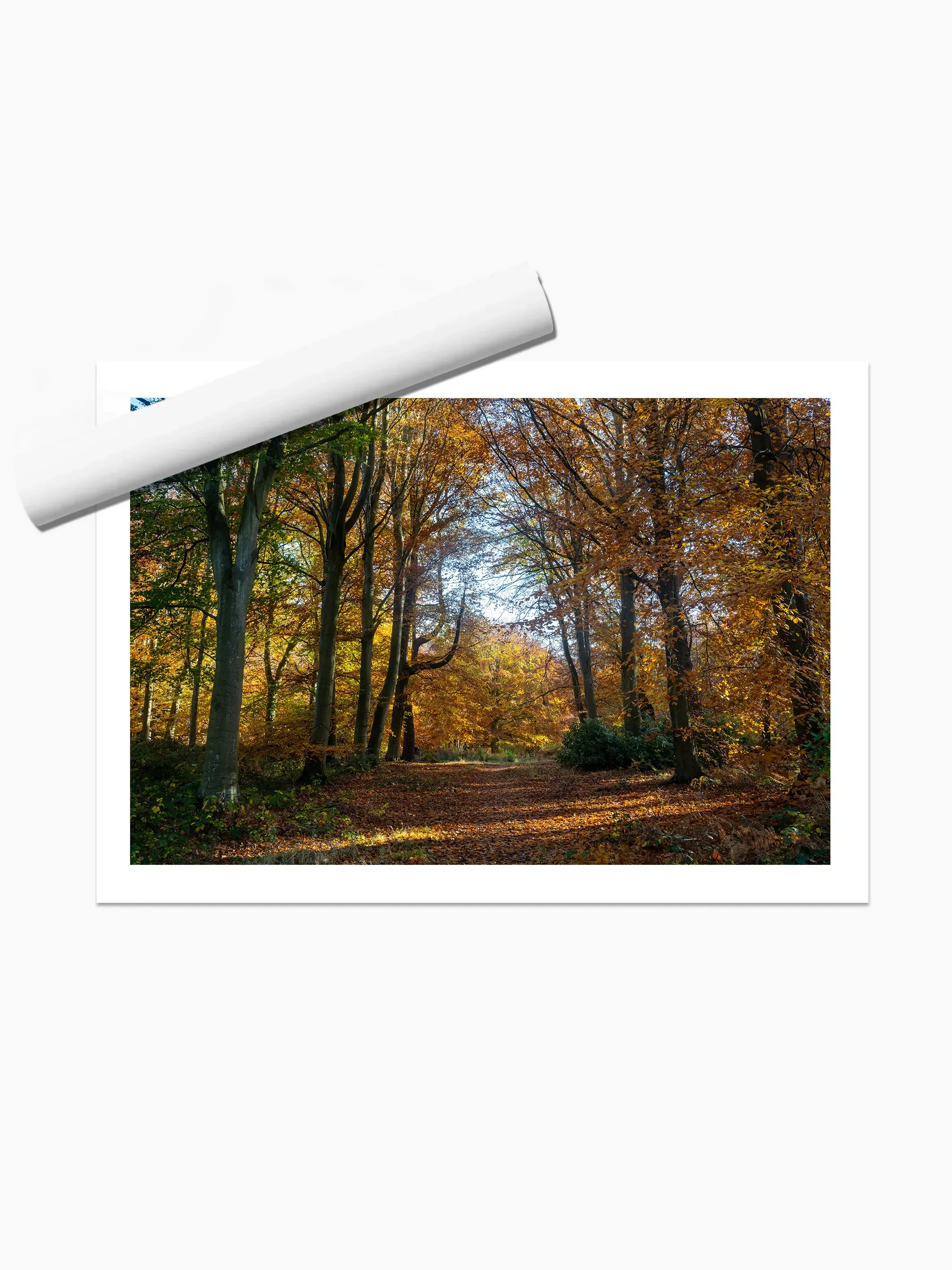 print template copy.webp