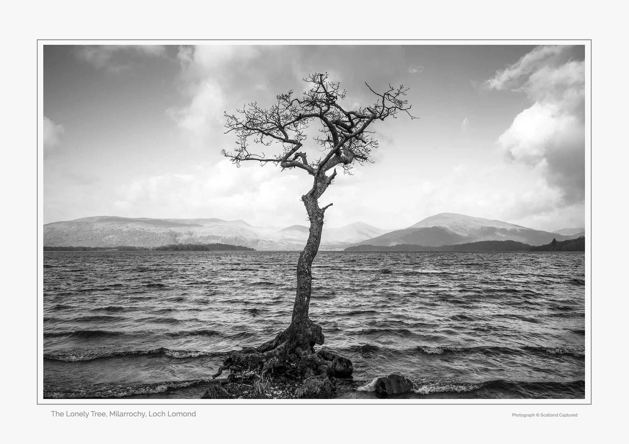 The Lonely Tree, Milarrochy, Loch Lomond