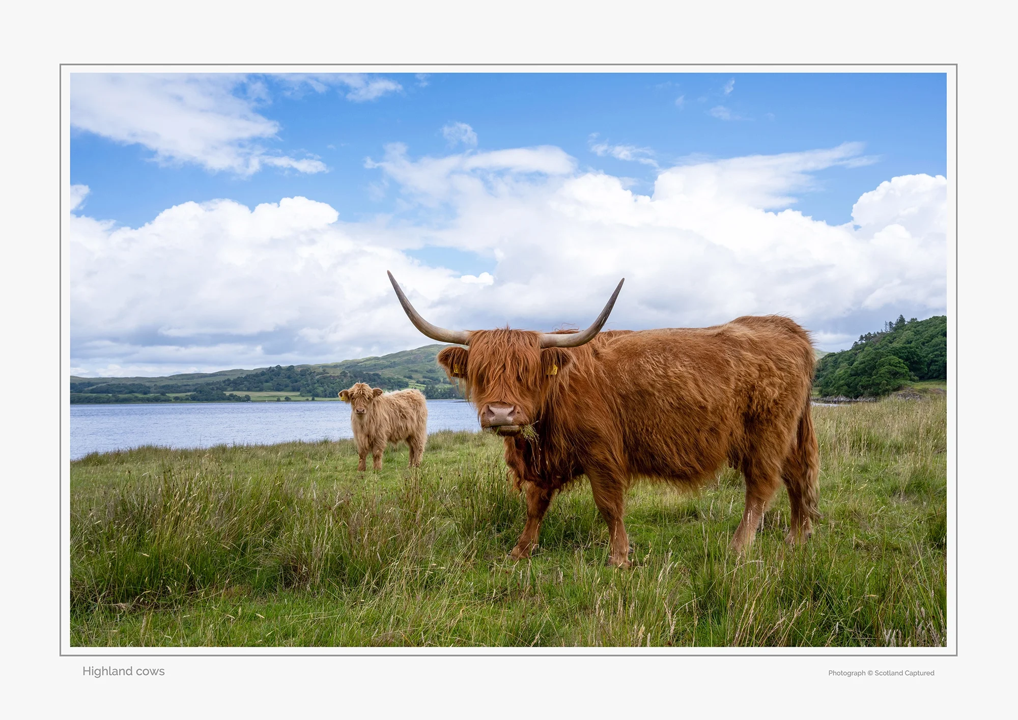 Highland Cows