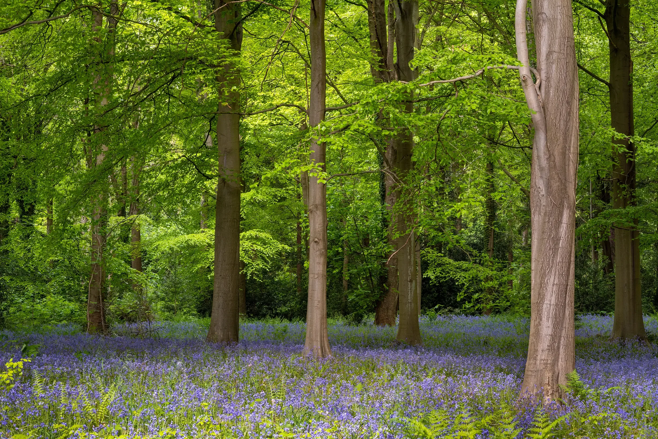 20200923-DSC_4599 copy.webp