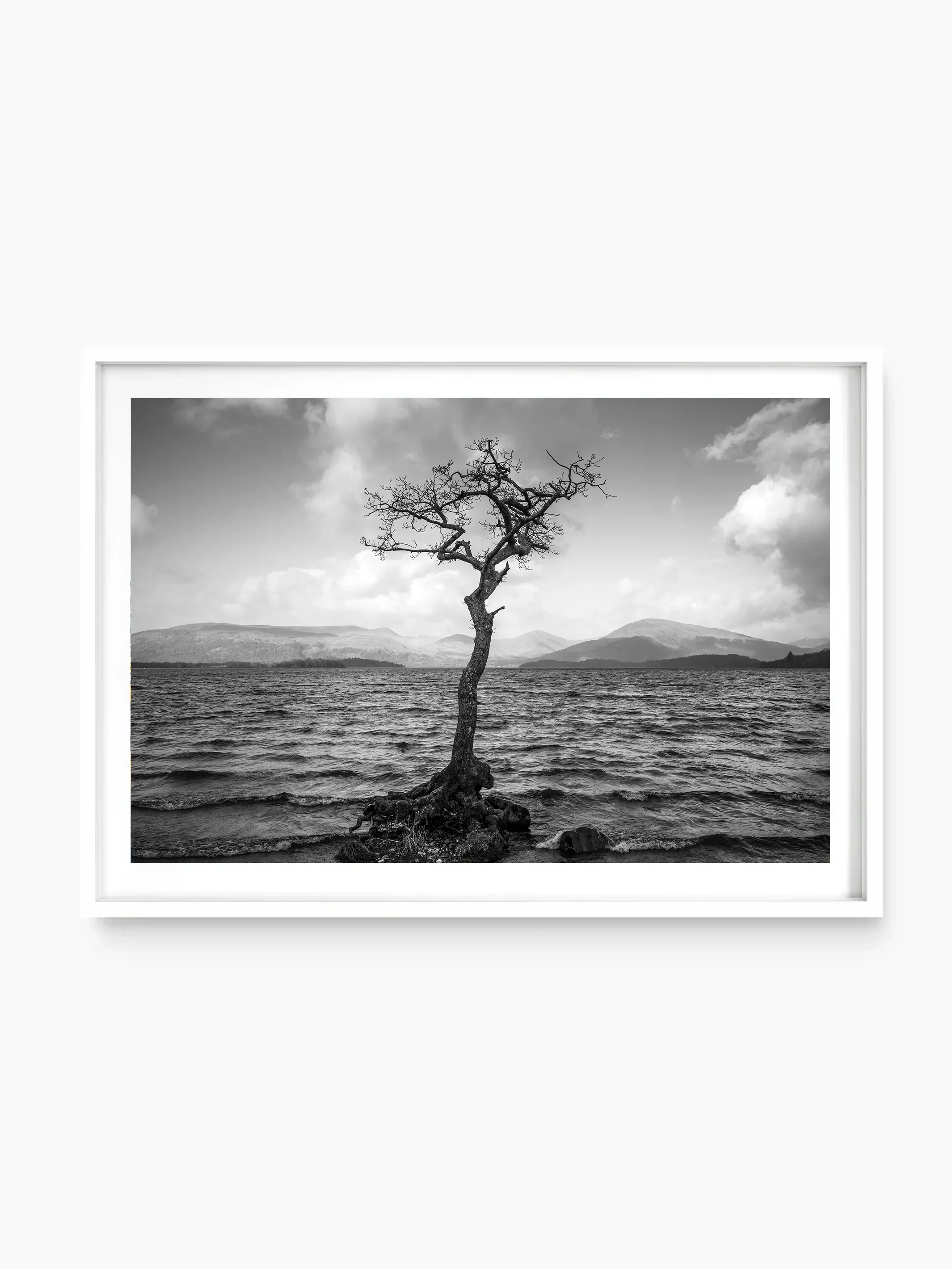 The Lonely Tree, Milarrochy, Loch Lomond