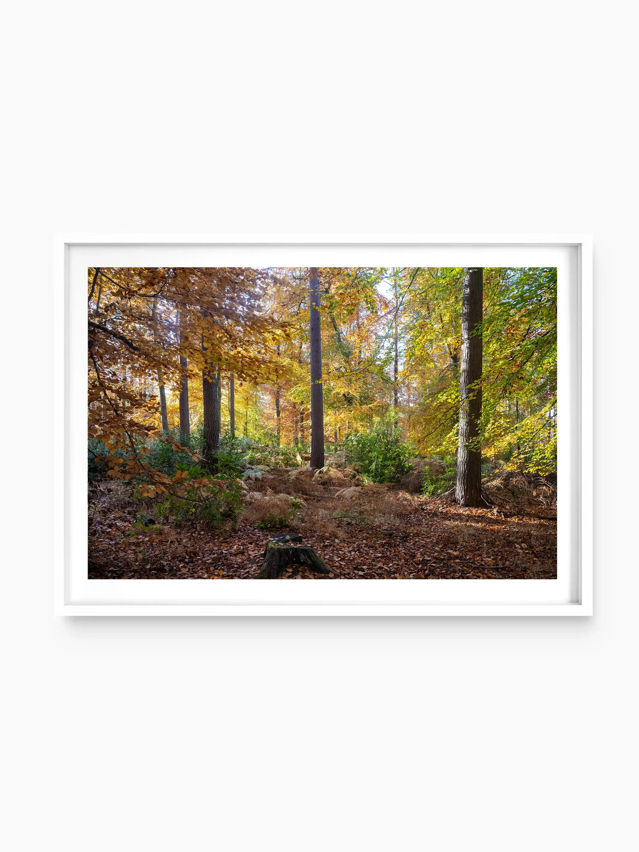 Woodlands, Longniddry