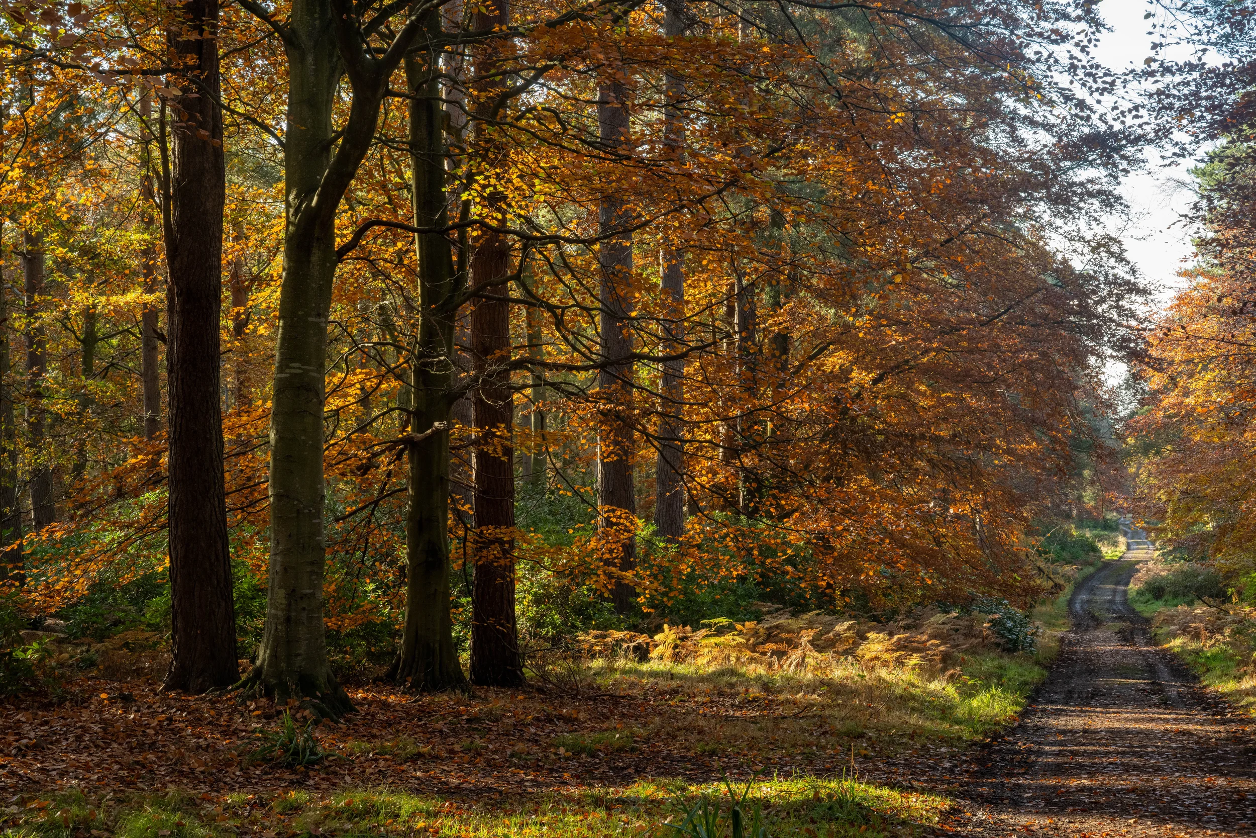 Woodlands, Woodlands, Longniddry