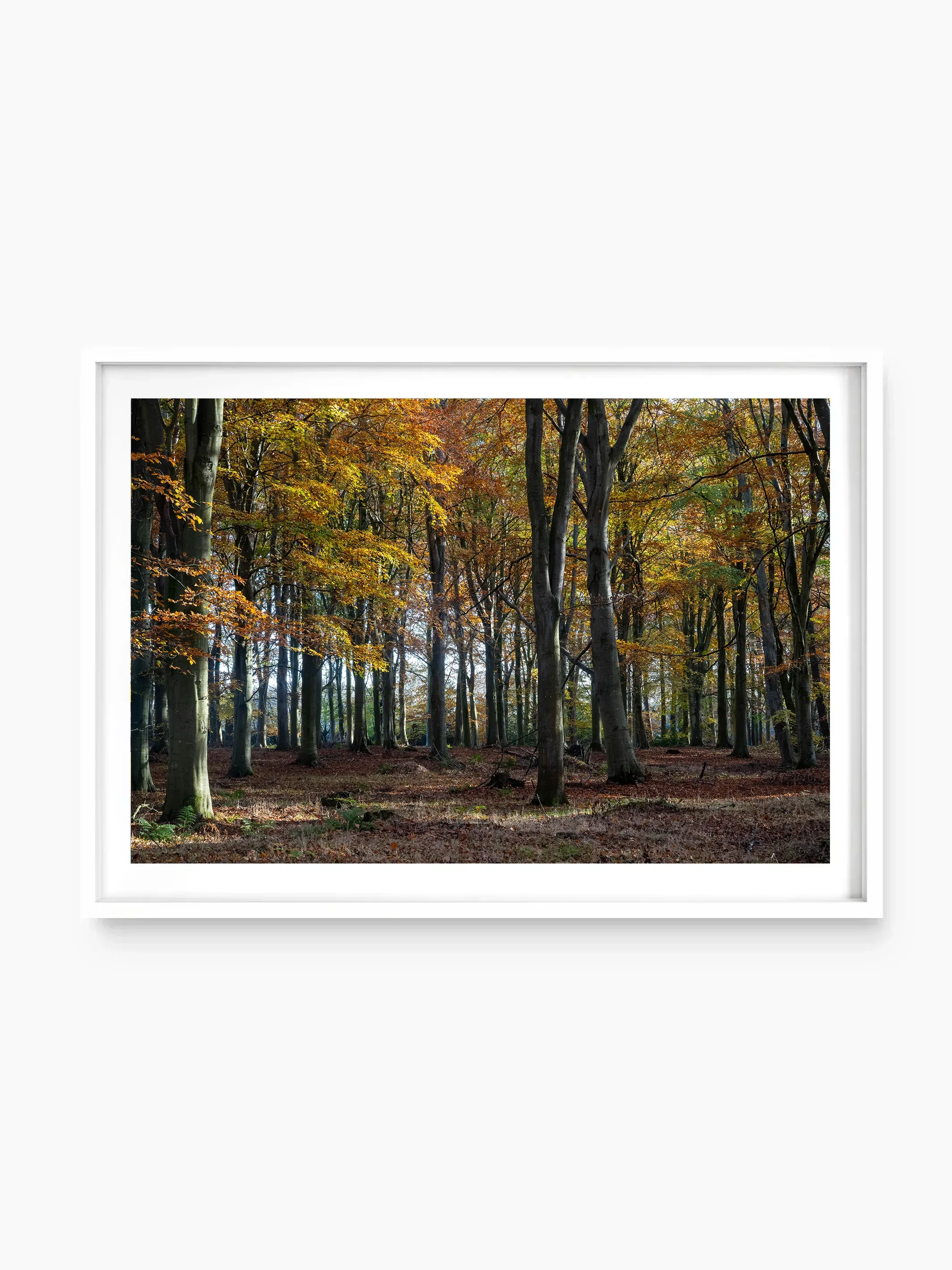 Woodlands, Longniddry