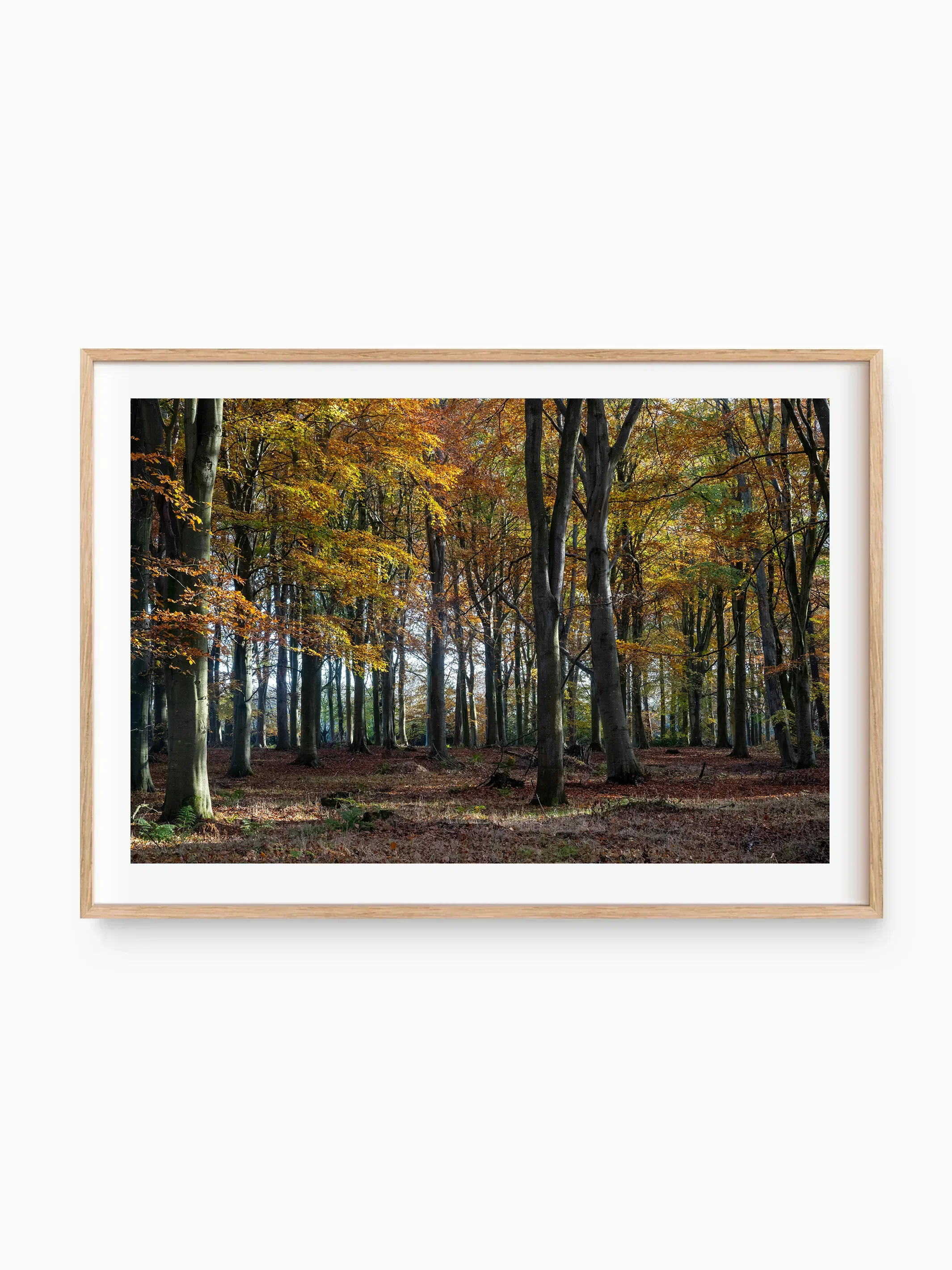 beech_template copy.webp