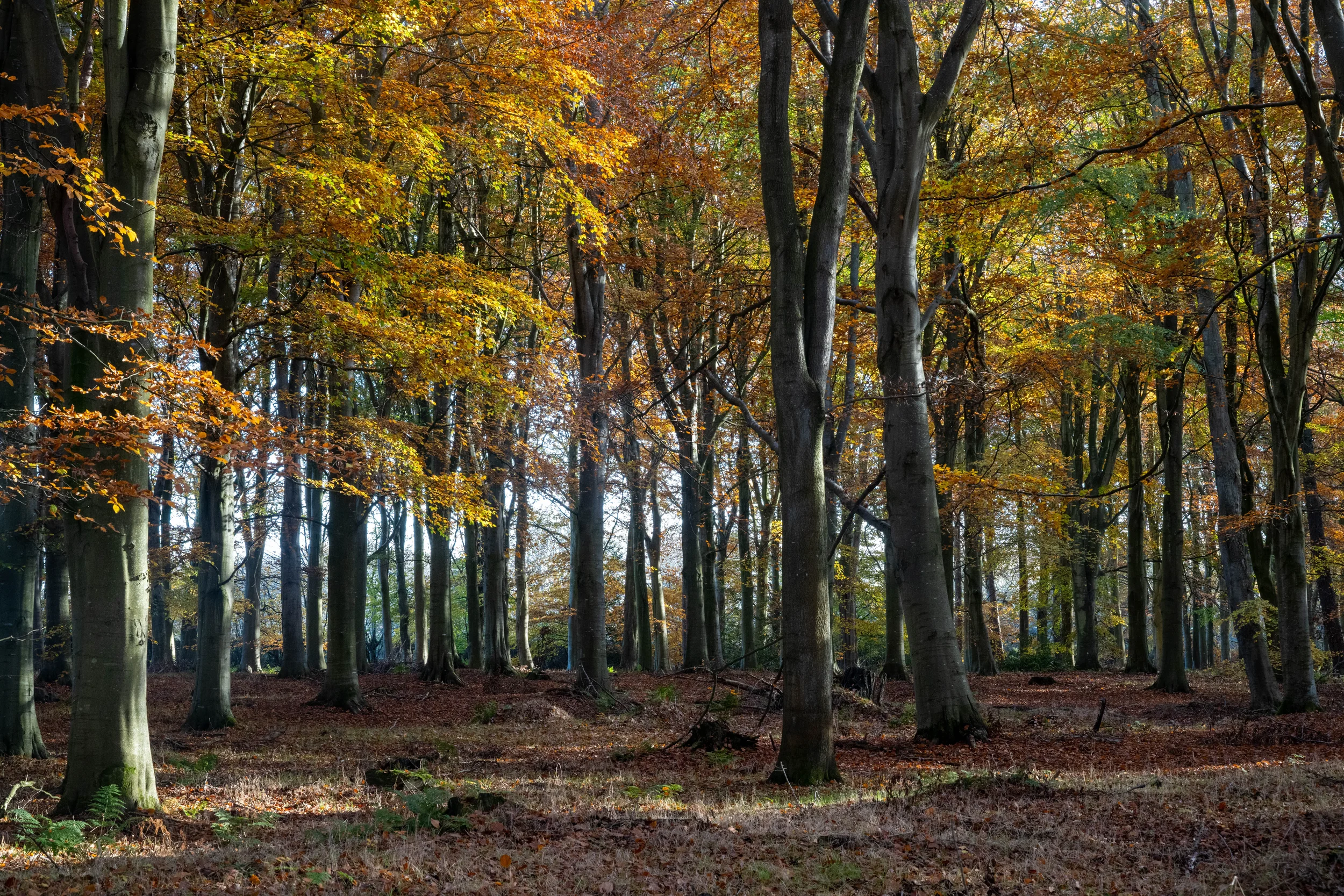 Woodlands, Longniddry