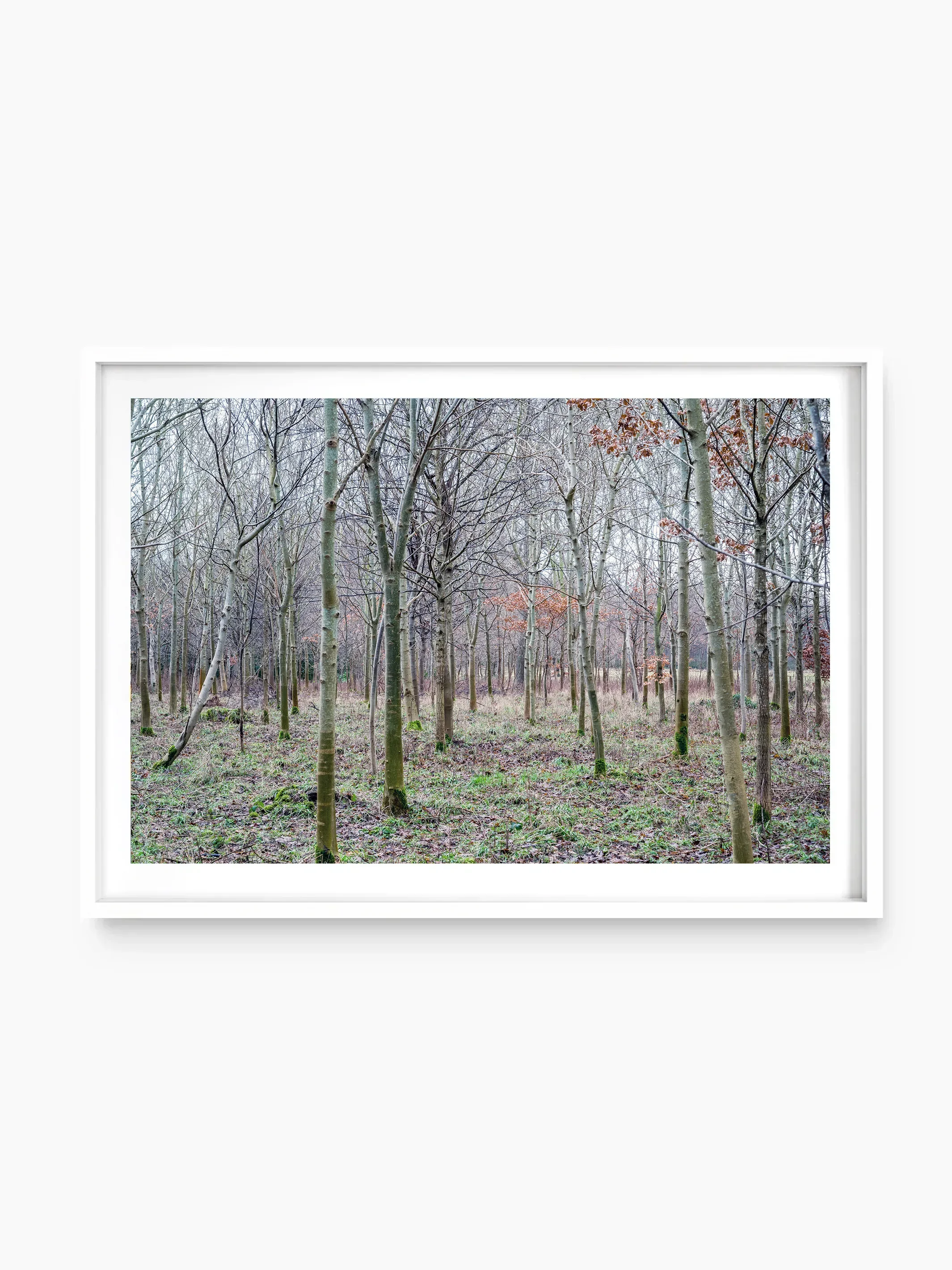 Dalkeith Country Park