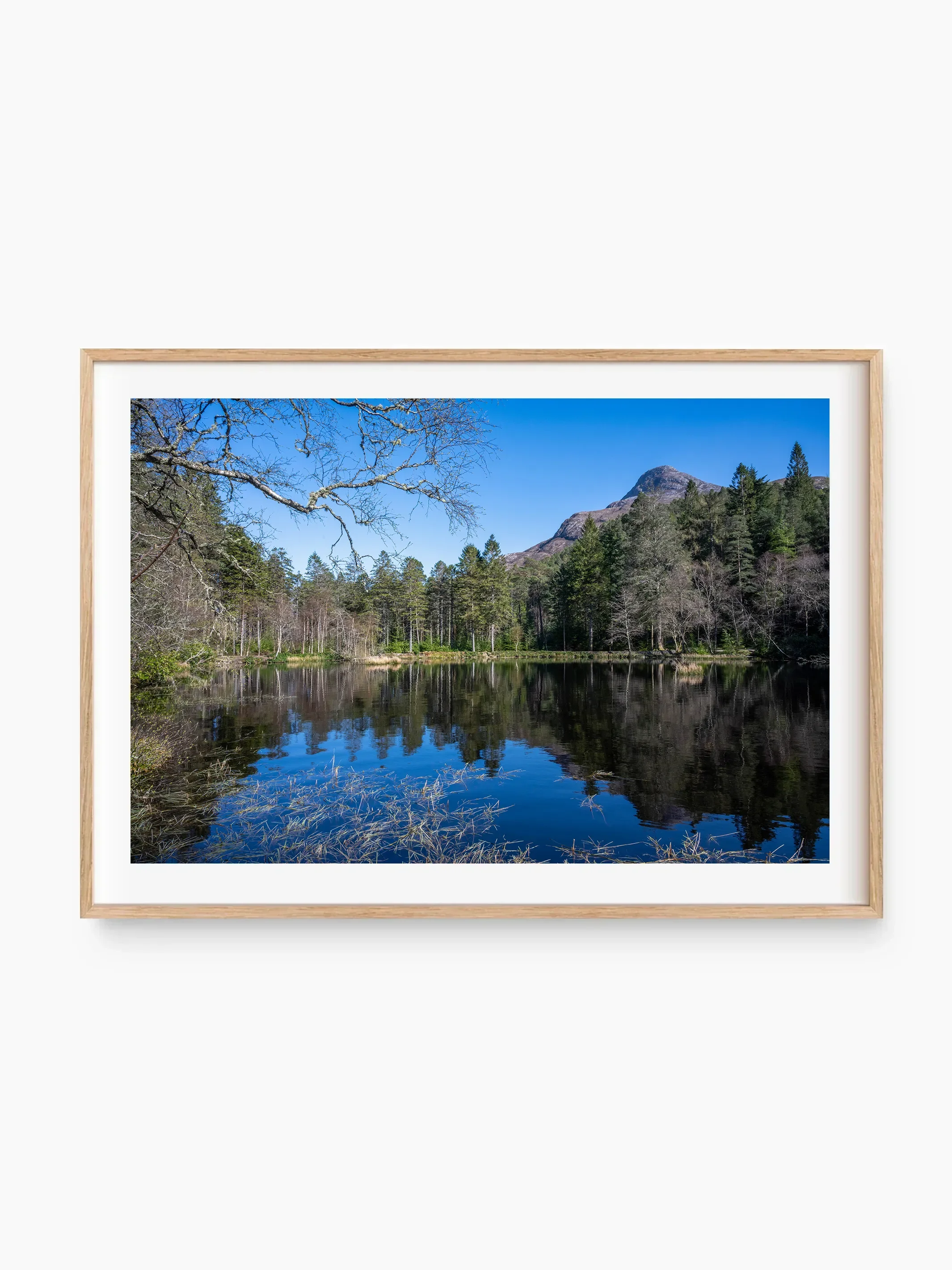 beech_template copy.webp