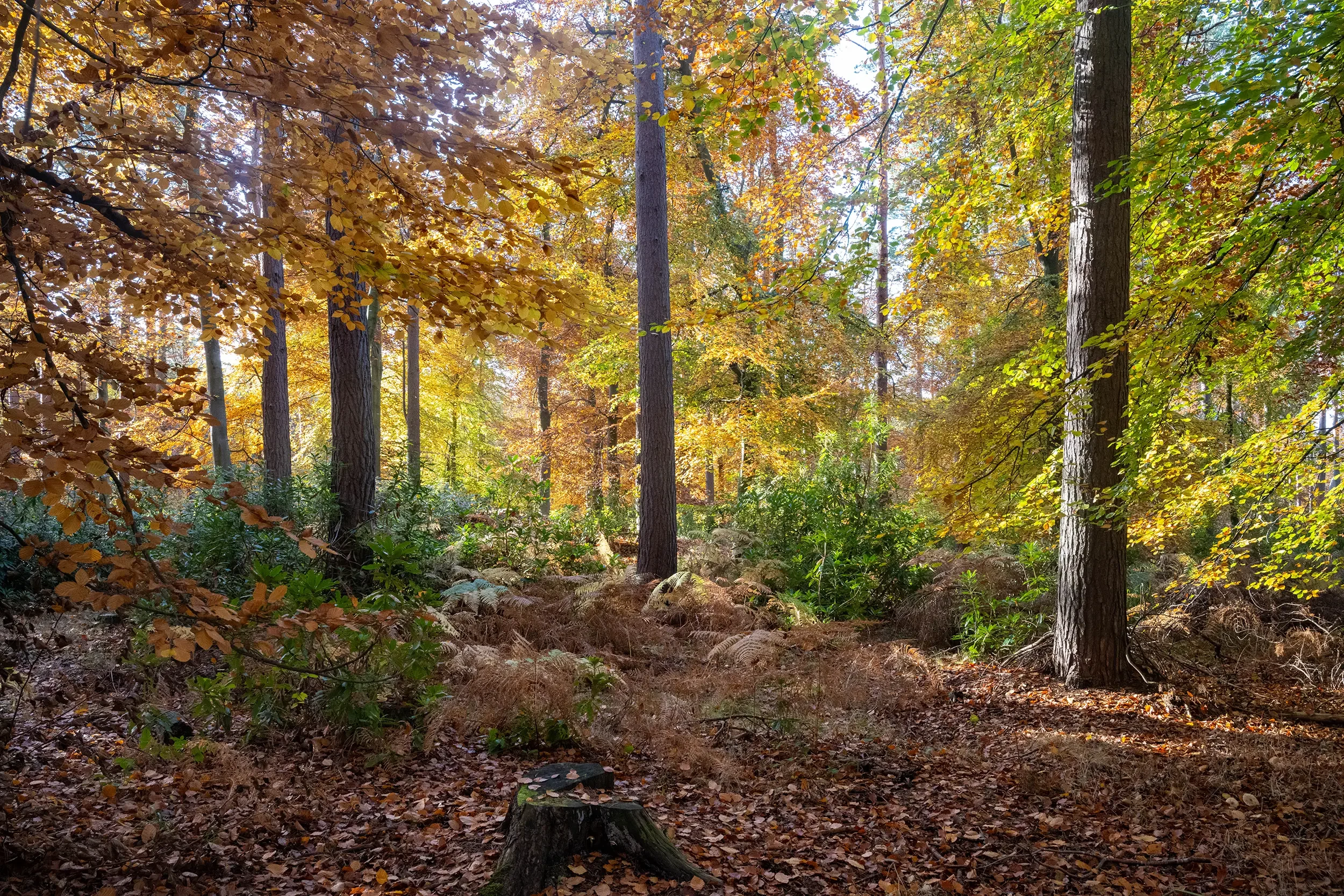 Woodlands, Longniddry