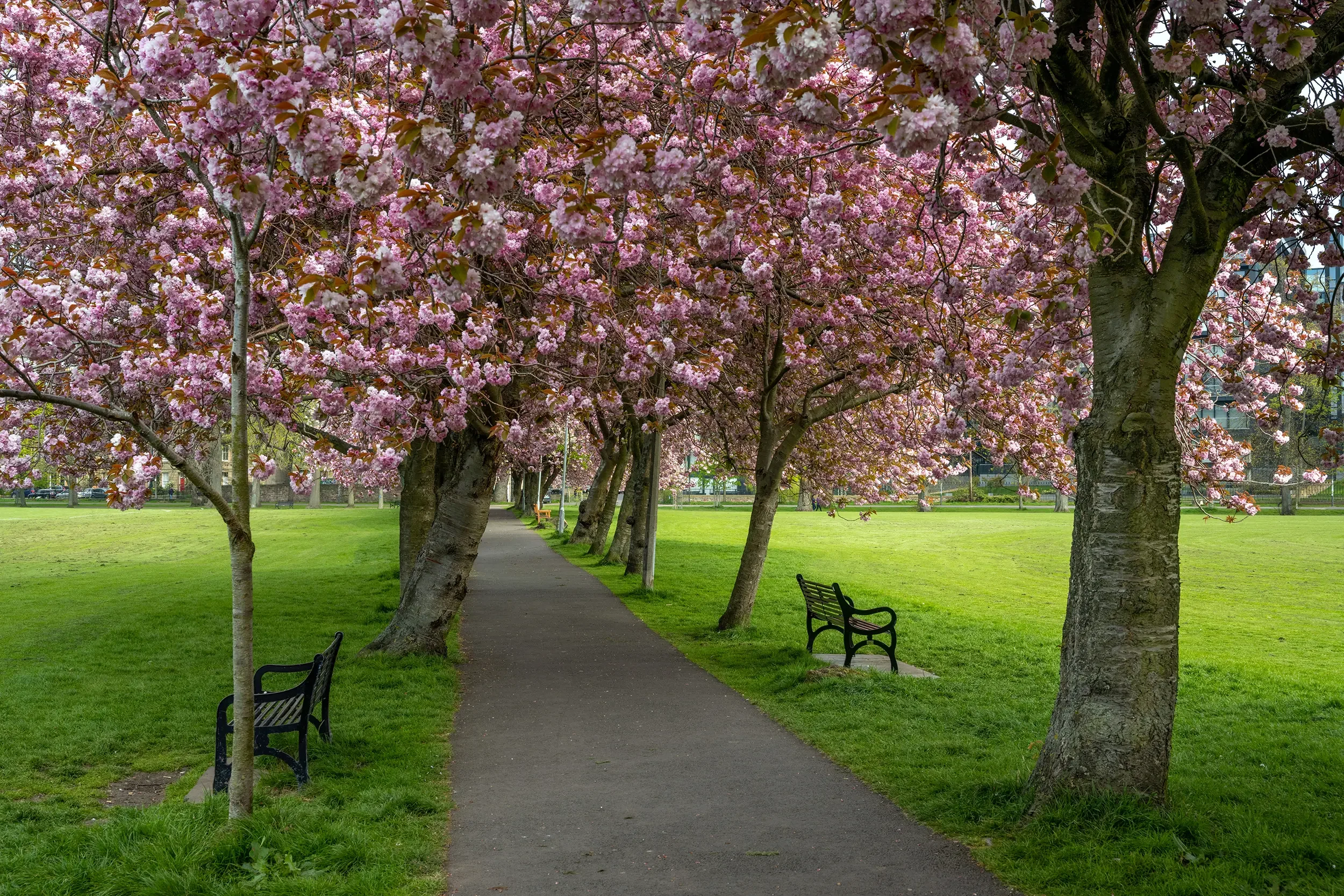 The Meadows, Edinburgh