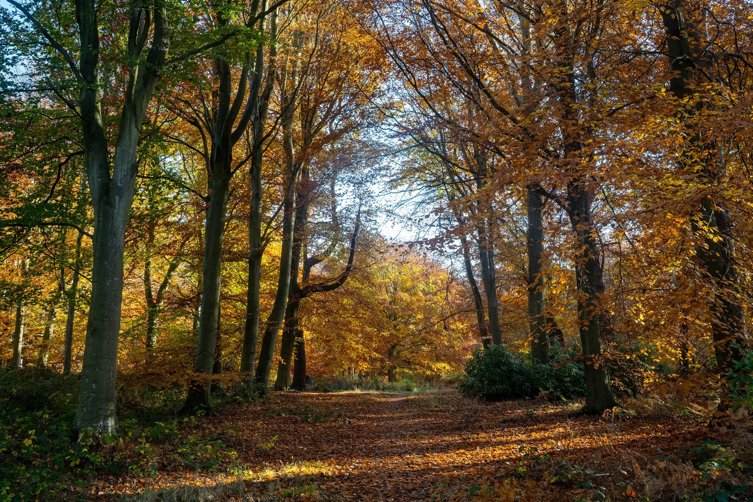 Woodlands, Longniddry