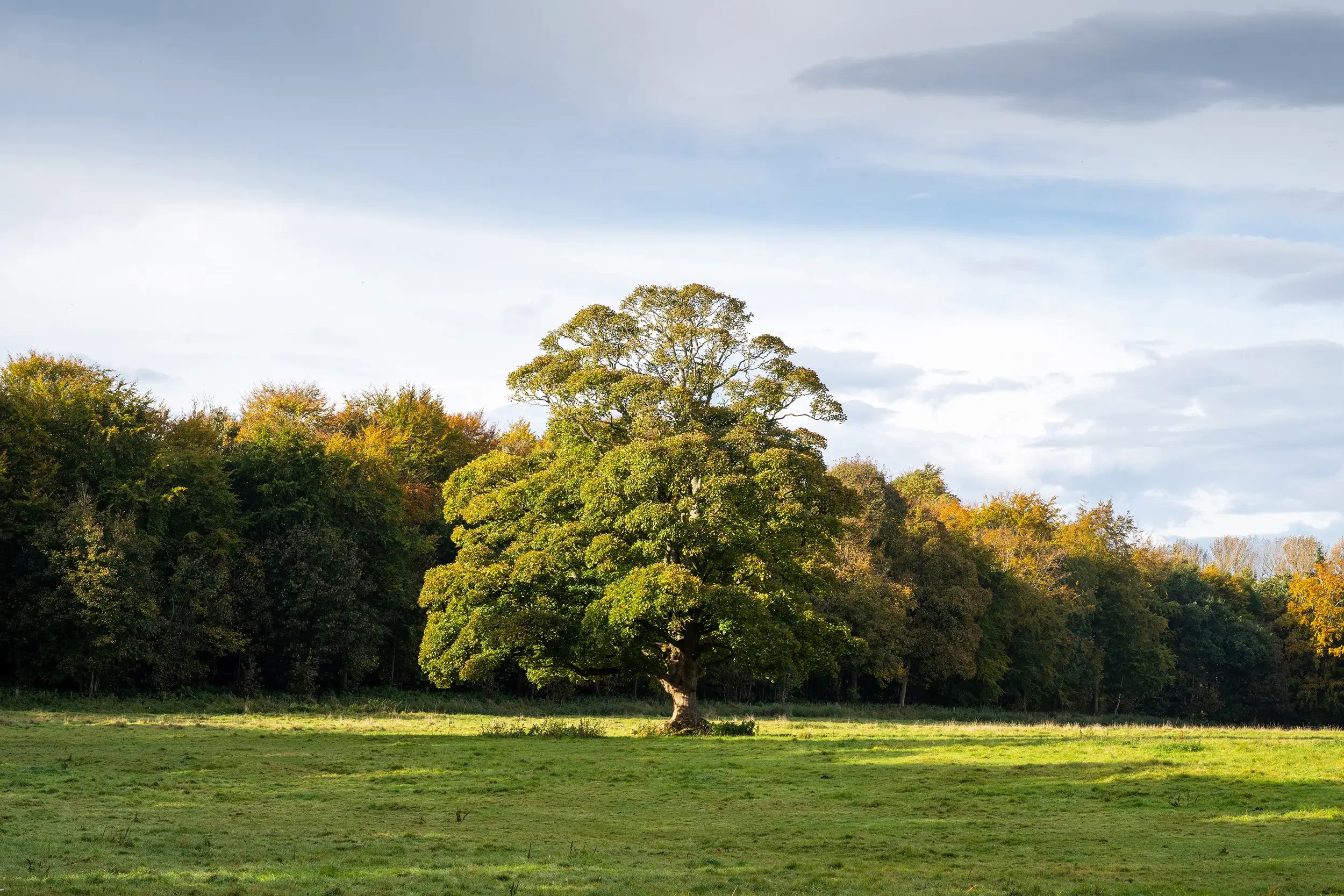 Lonley Tree, Dalkeith Country Park