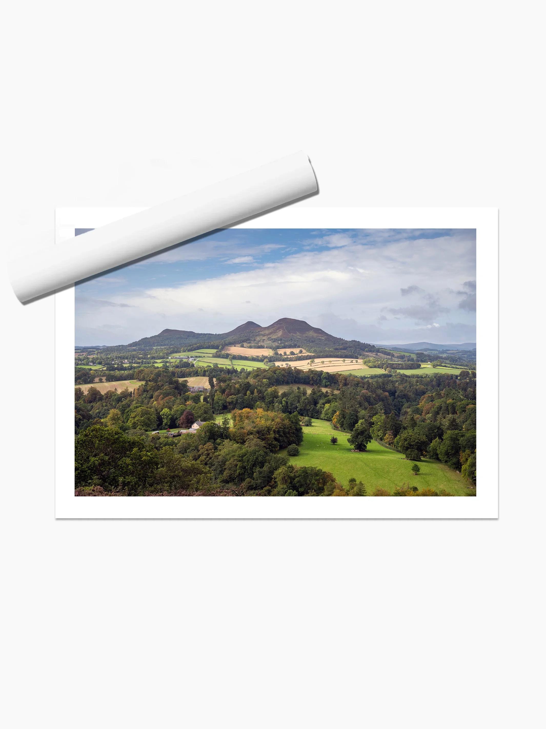 print template copy.webp
