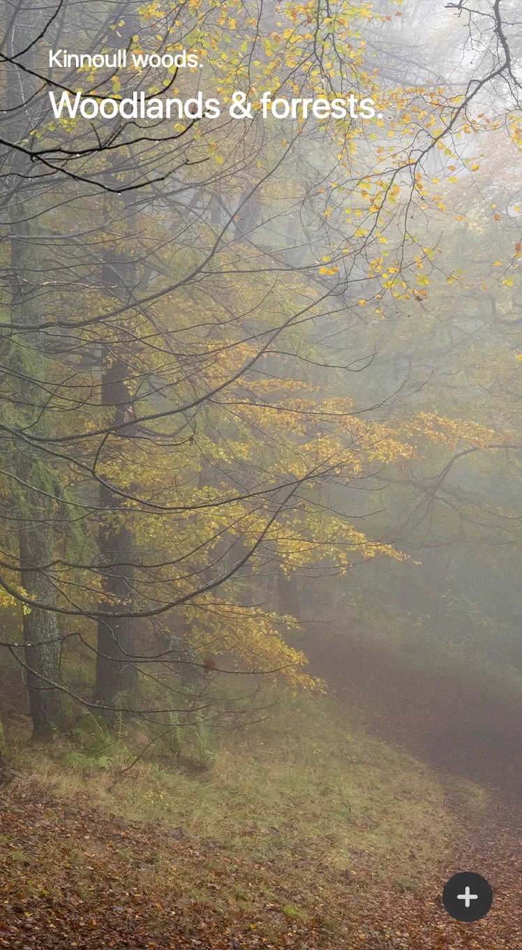 Woodland photographs, Scotland Captured, Stephen Ball, Scottish landscape photography 