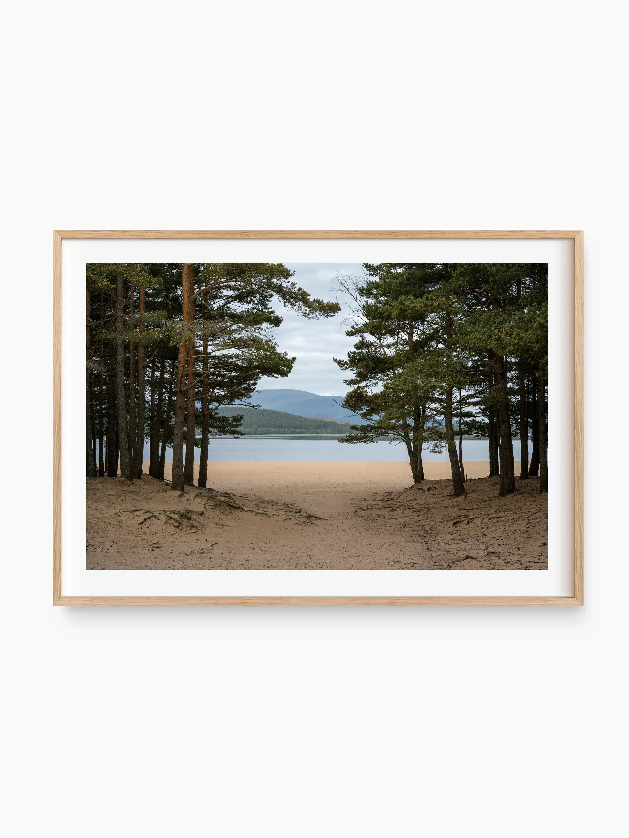 beech_template copy.webp