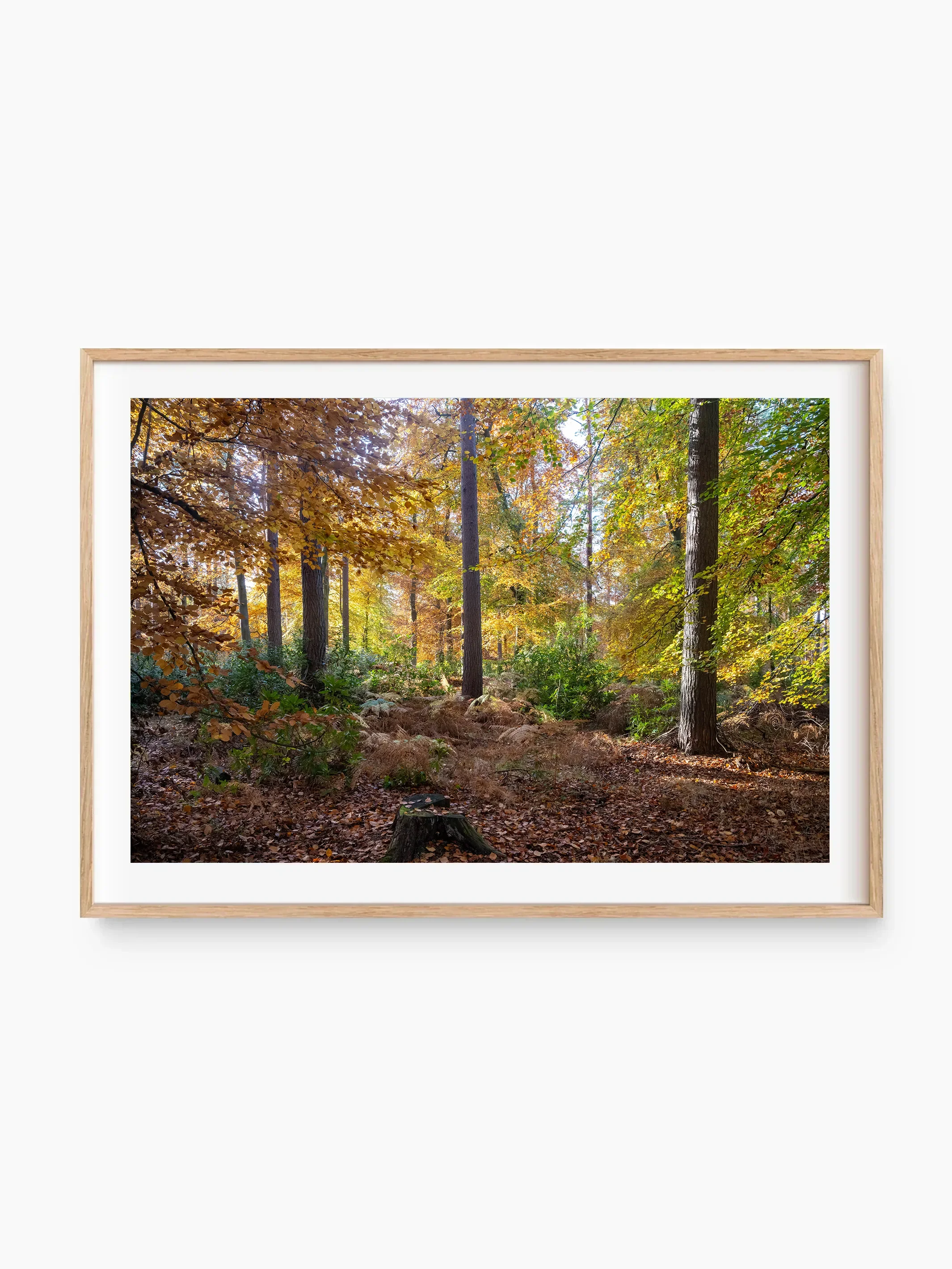 beech_template copy.webp