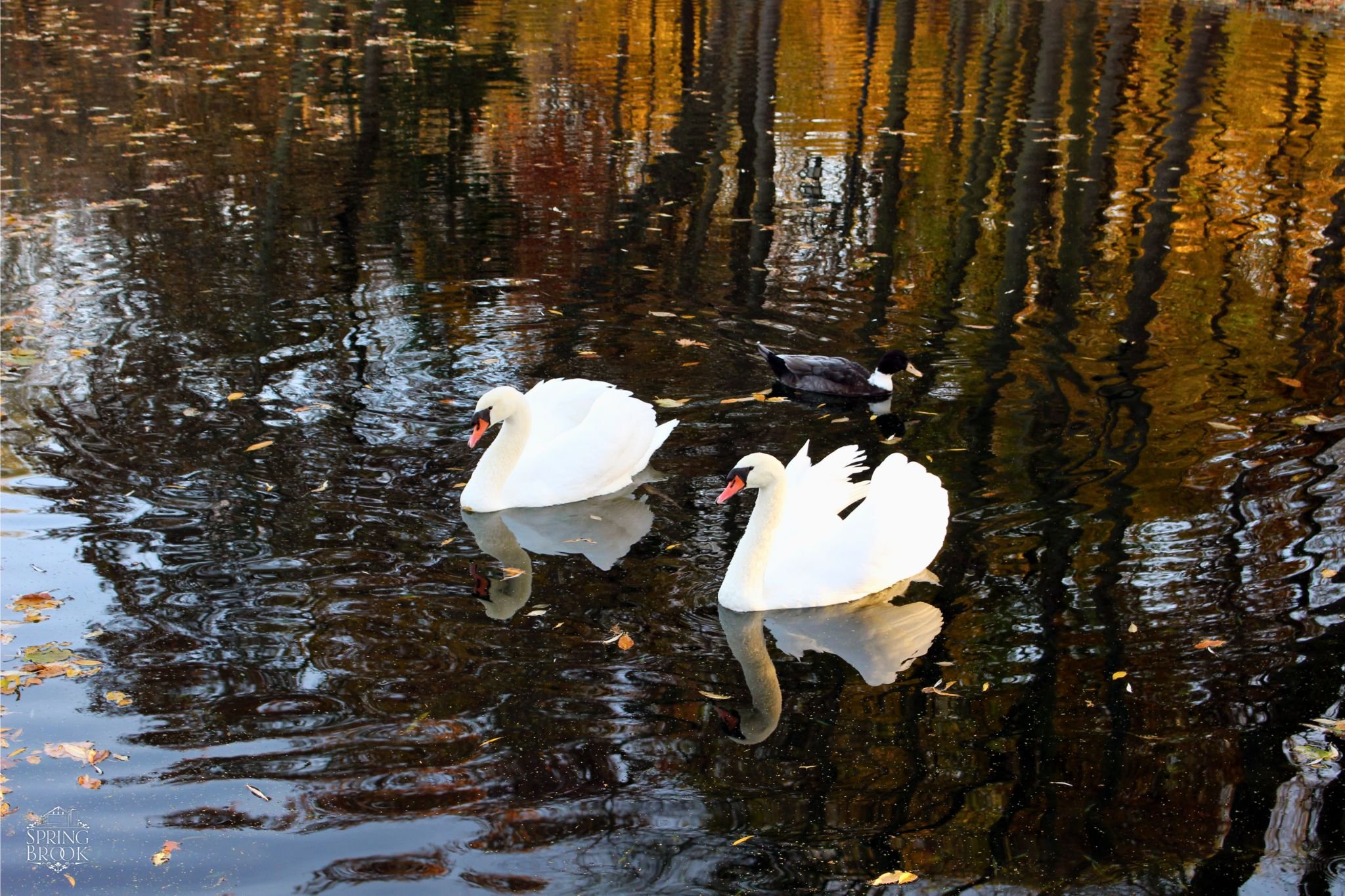 🍁🦢 Fall Magic at Springbrook Events! 🦢🍁

Our swans love the beautiful reflections of autumn on the water, and so are we! There&rsquo;s something truly enchanting about this time of year at Springbrook Events. Imagine your next celebration in this