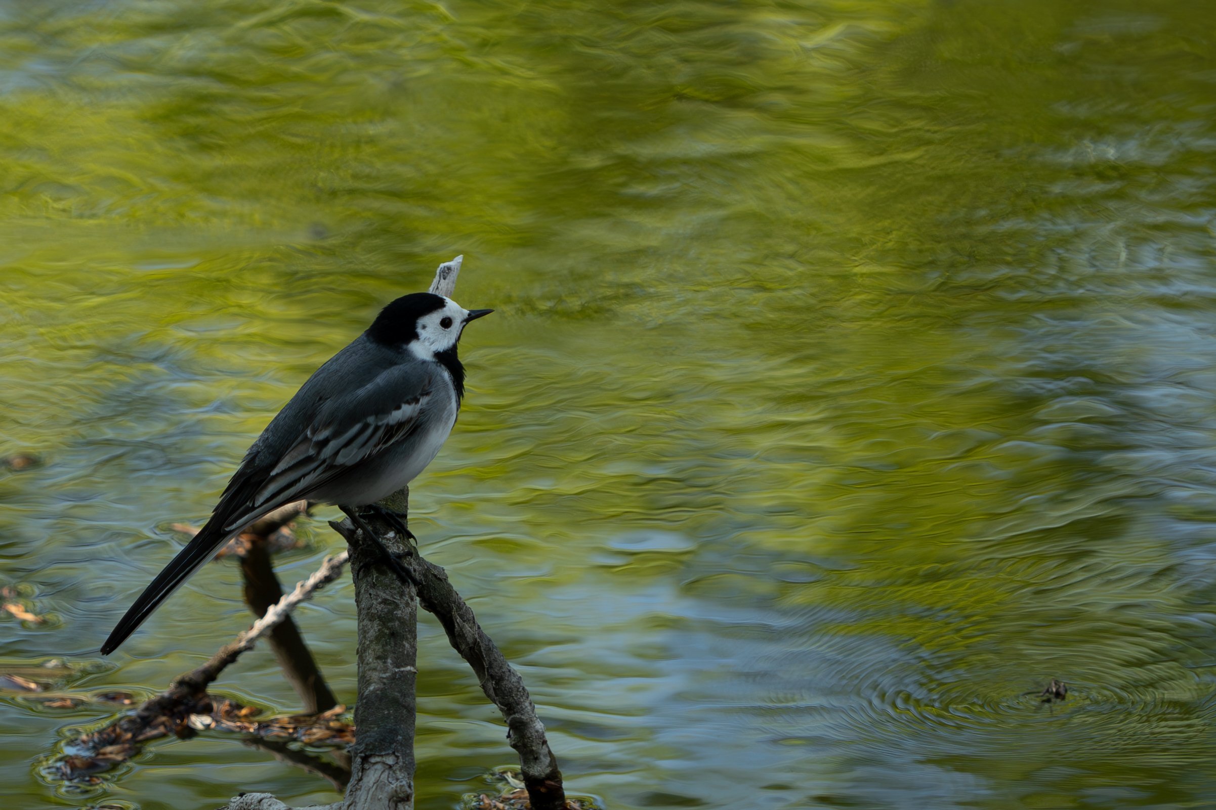A bird perched on a branch by a greenish body of water with ripples.