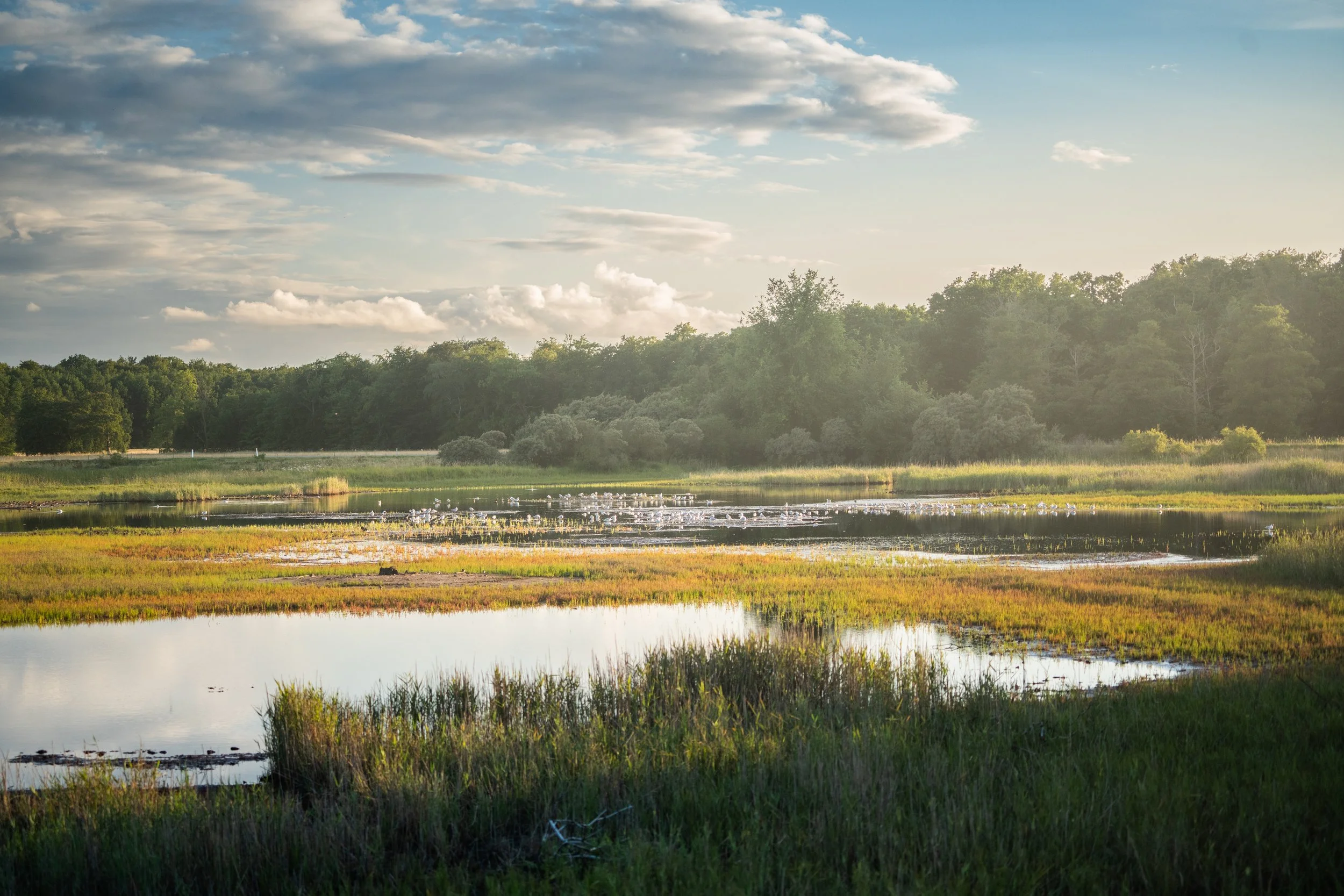 A scenic view of a wetland area with tall grasses, water, and a flock of birds, surrounded by lush green trees under a partly cloudy sky.
