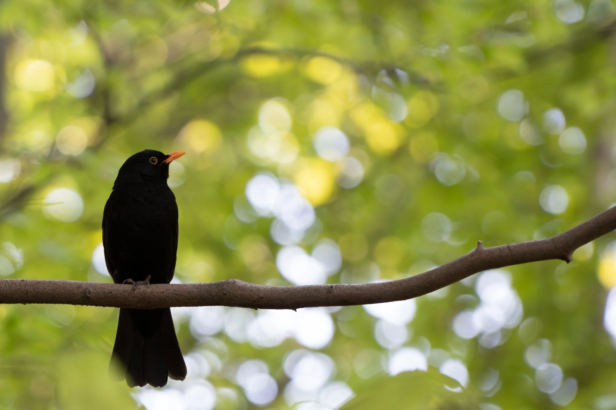 A black bird with an orange beak perched on a tree branch in a forest with blurred green leaves and sunlight in the background.