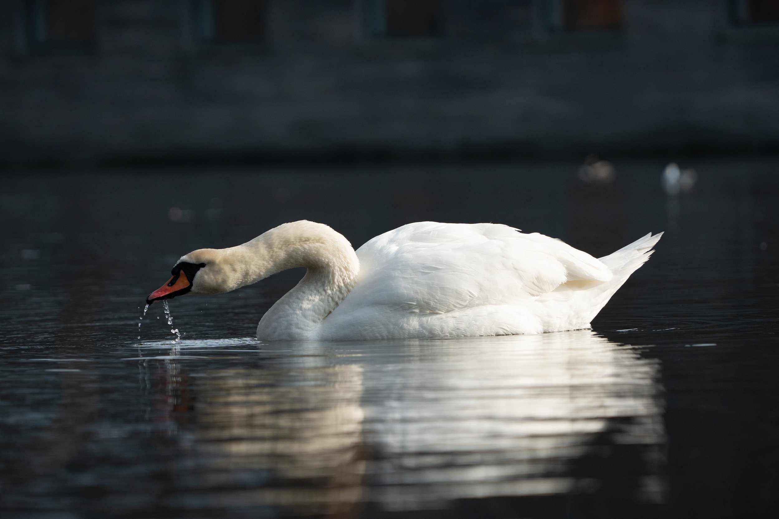 A white swan swimming on calm water with droplets falling from its beak, and blurred birds in the background.