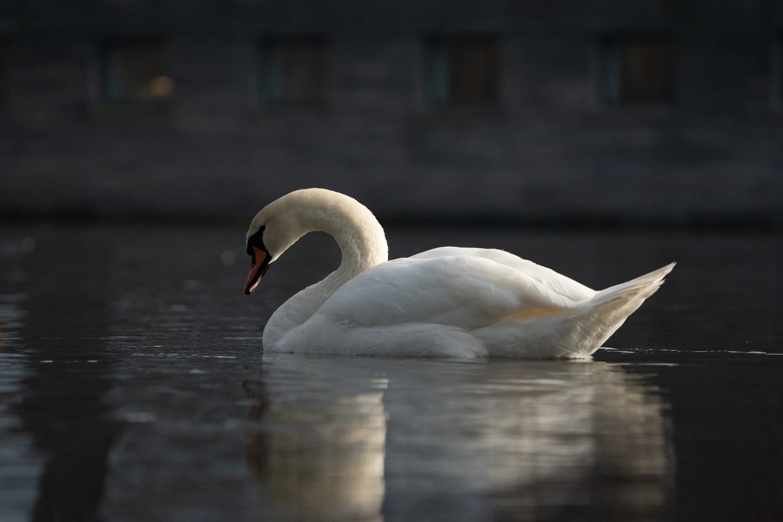 A white swan swimming in dark water with a reflection of its body visible on the surface.