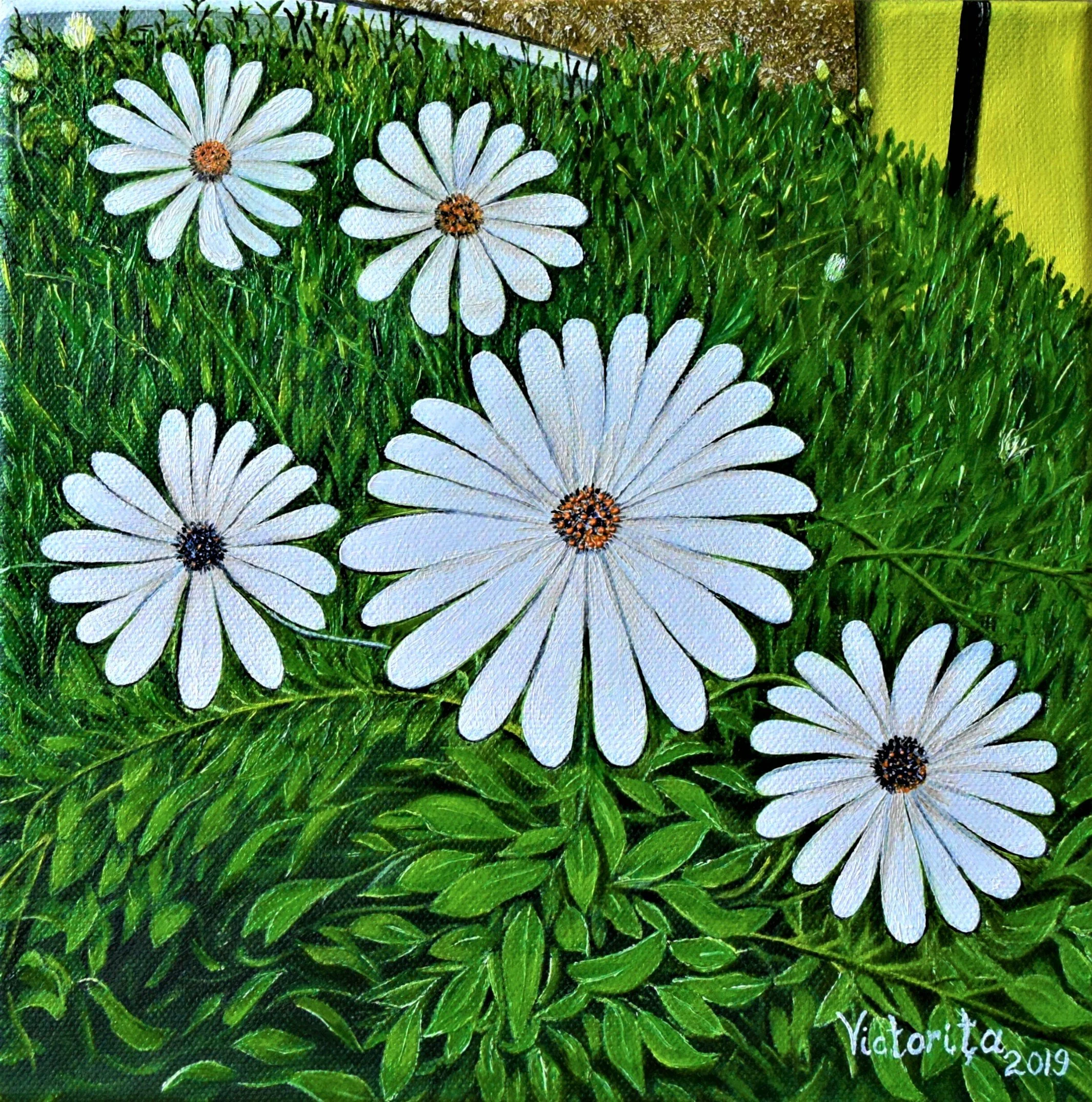 Close-up of white daisies with pink centers growing in a grassy area, with a brick wall and yellow object in the background.