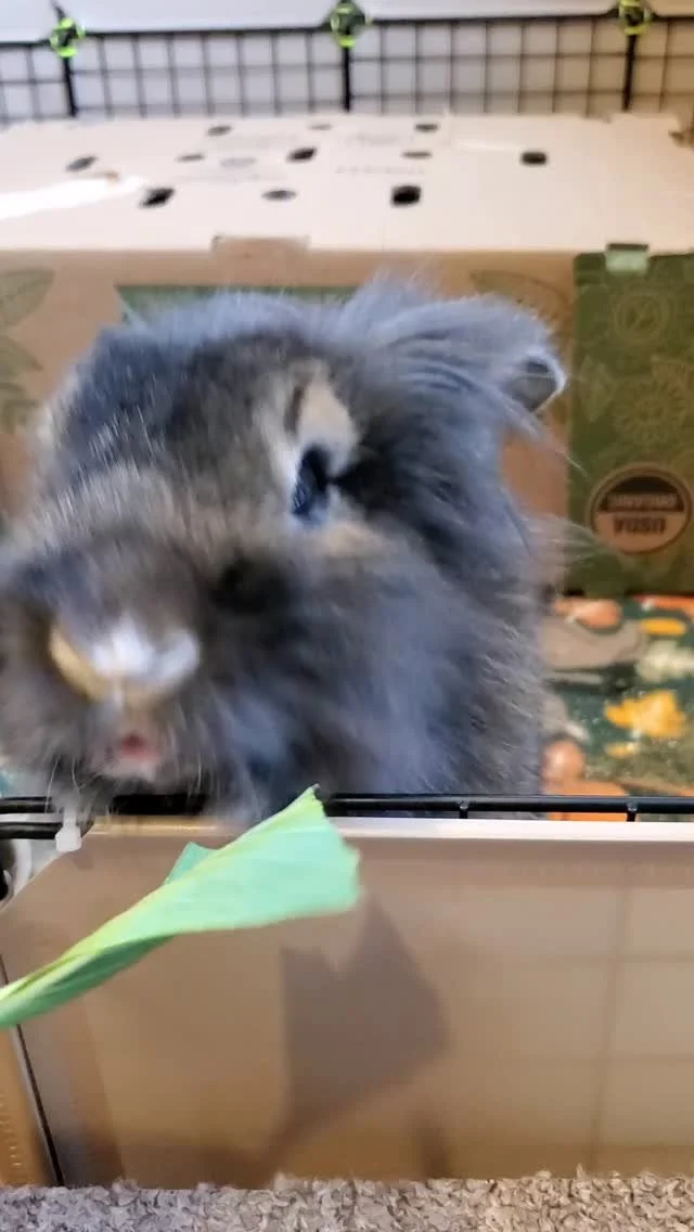 Boarding a little ewok this week 😍
Little dude loves our home-grown greens!
#rabbitsofinstagram #rabbit #bunny