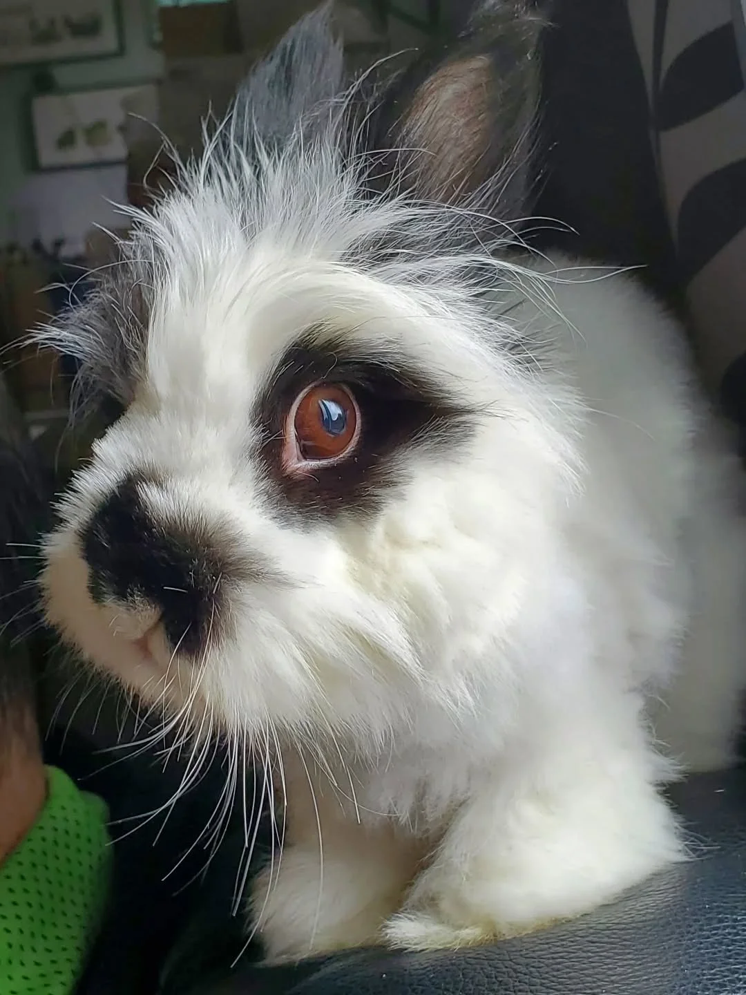 New foster bun Fin loves hopping on the couch to look out the window 🥰
#rabbitsofinstagram #bunny #rabbit #adoptdontshop