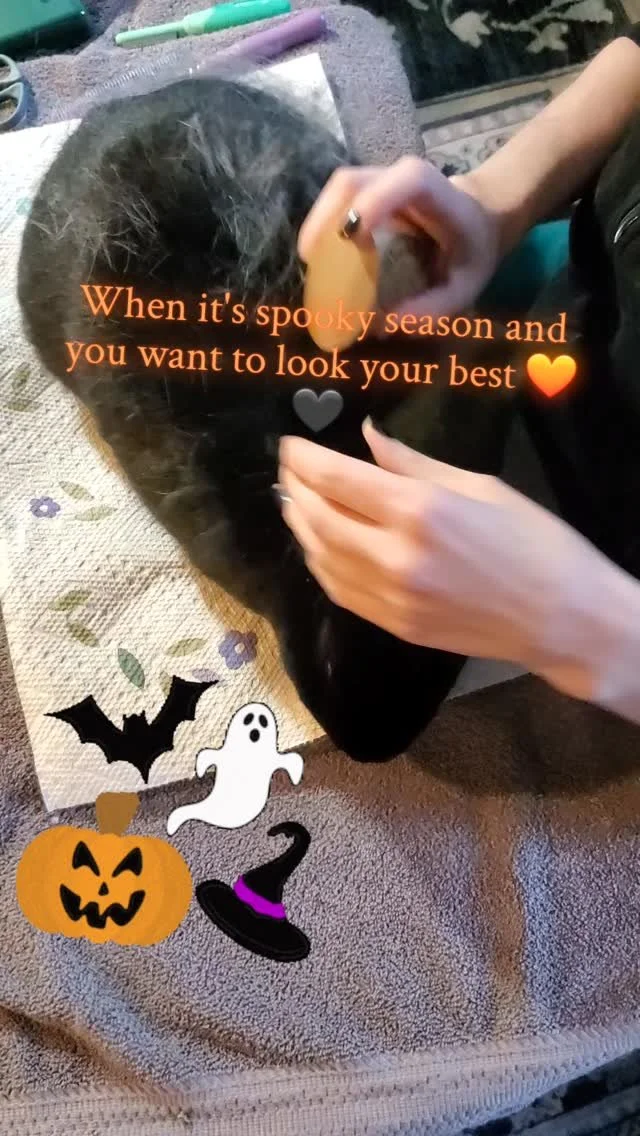 Finished a bunny spa day yesterday and noticed my own furballs were due for a touch-up🧐
#rabbitsofinstagram #rabbit #bunny #adoptdontshop