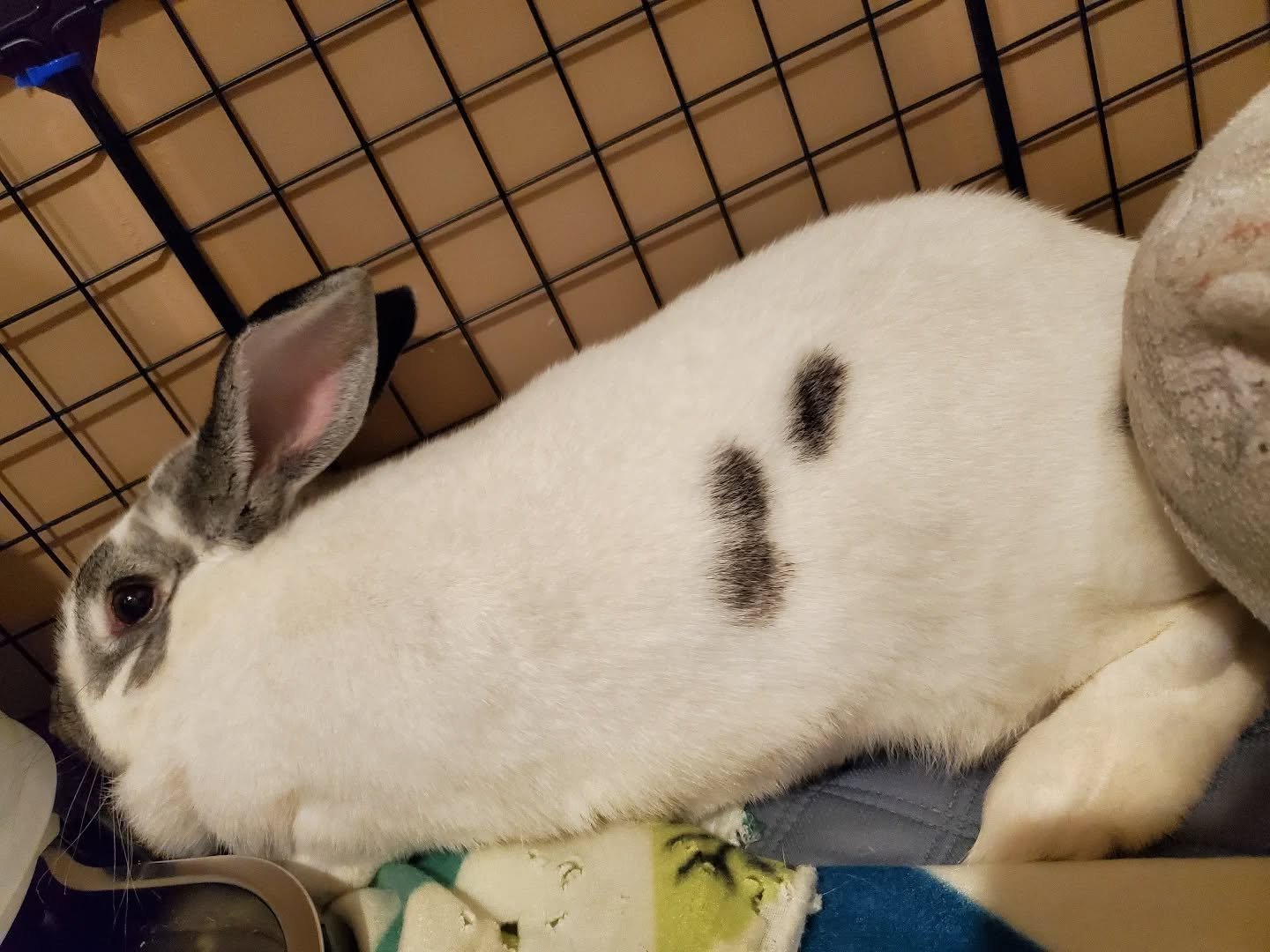 Holiday boarding has begun! Spending time with this shy cutie and got a flop from her ☺️

#rabbitsofinstagram #bunny #rabbit #rabbitboarding